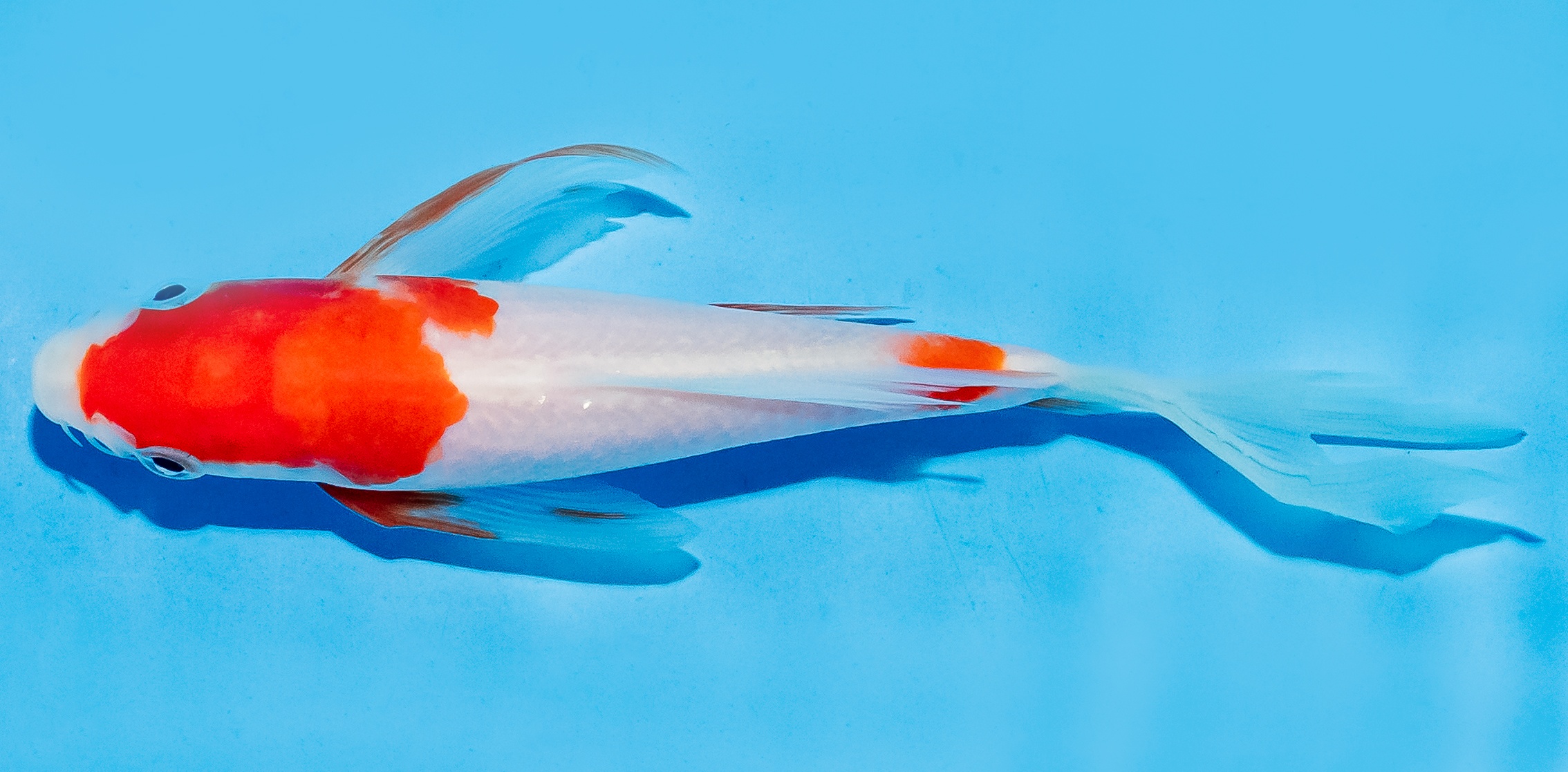 Butterfly Koi 14-17cm Nr. 5792