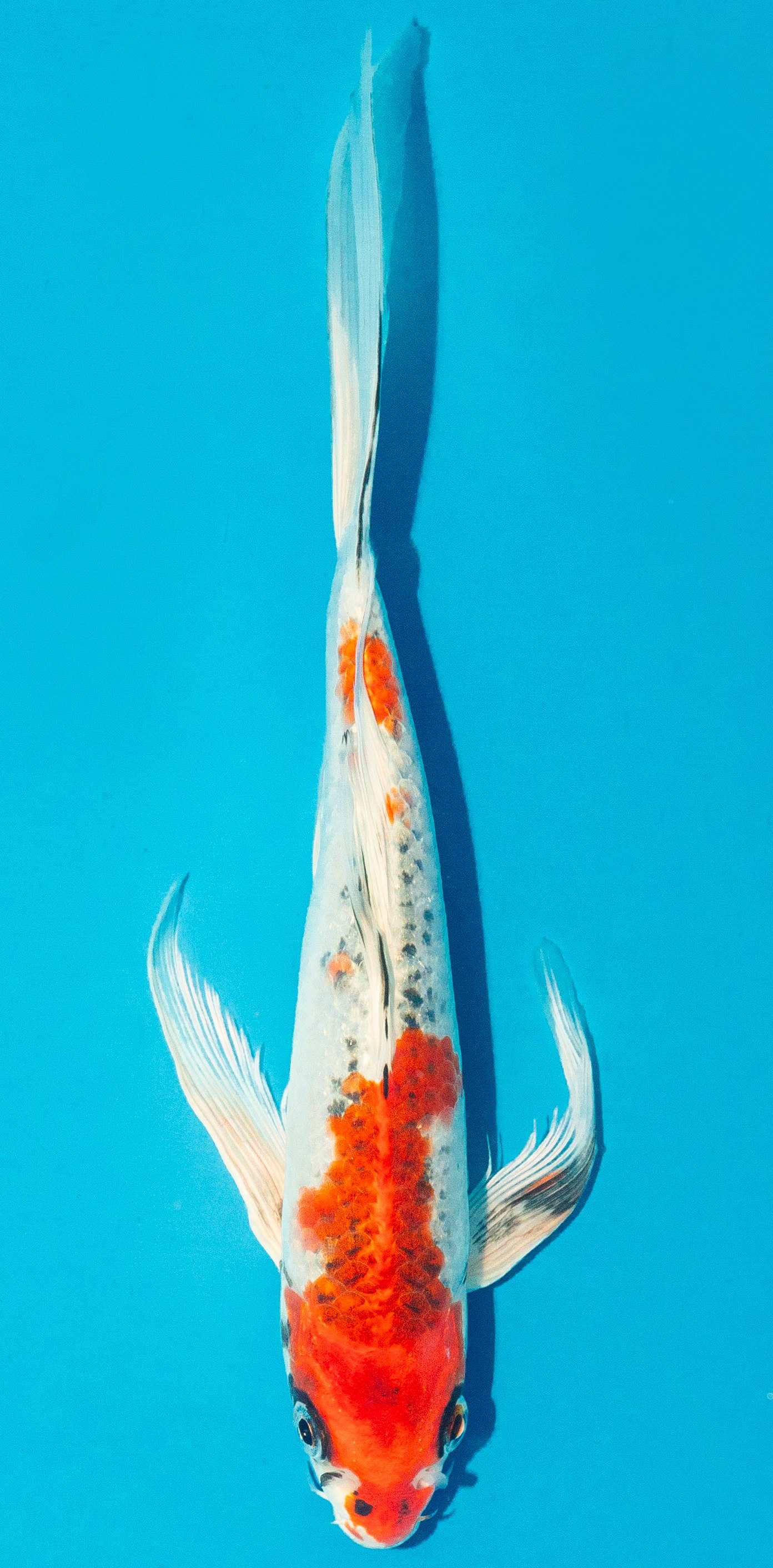 Butterfly Koi 20-25cm Nr. 4320