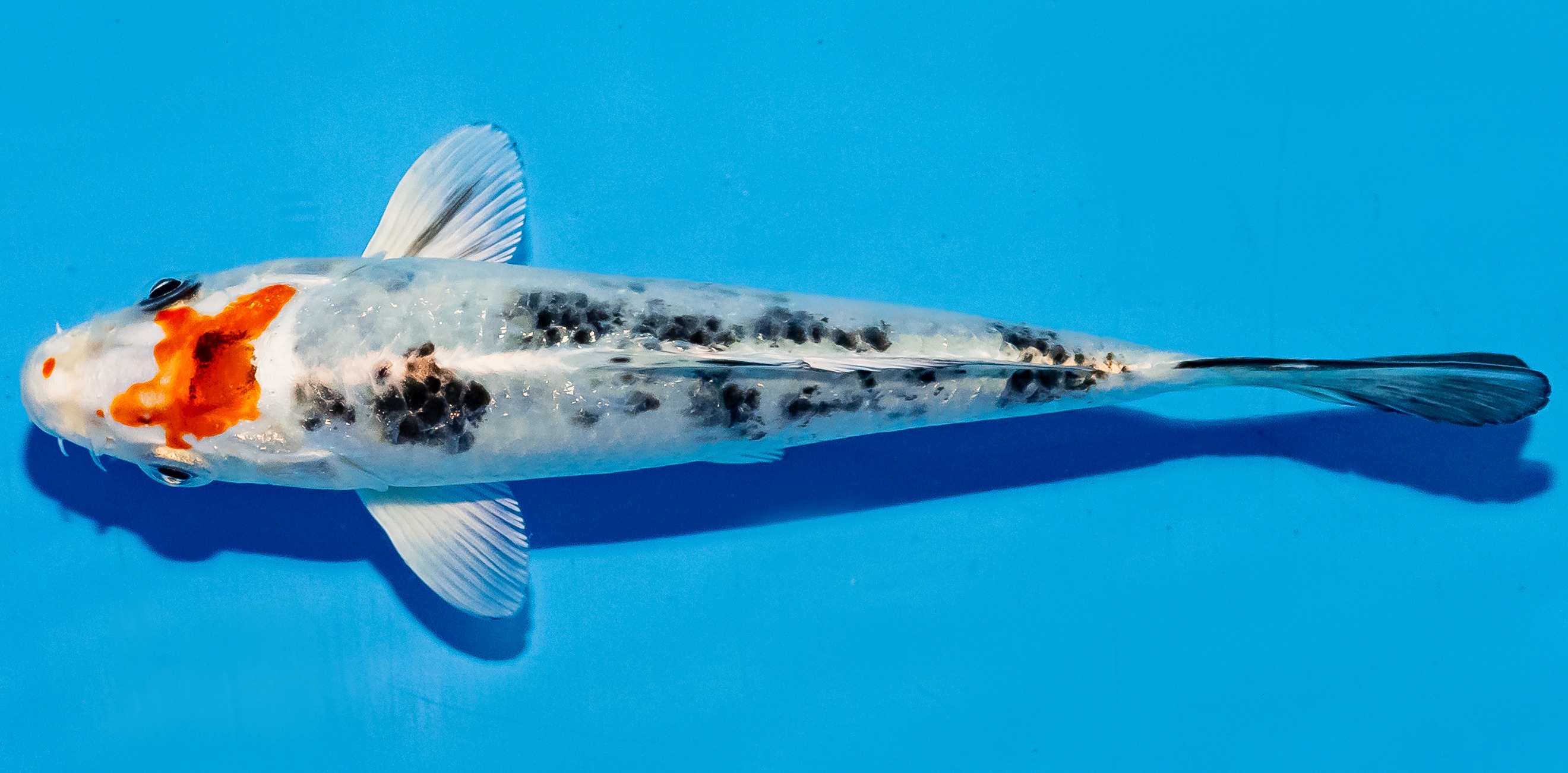 Koi 14-17cm Nr. 6176