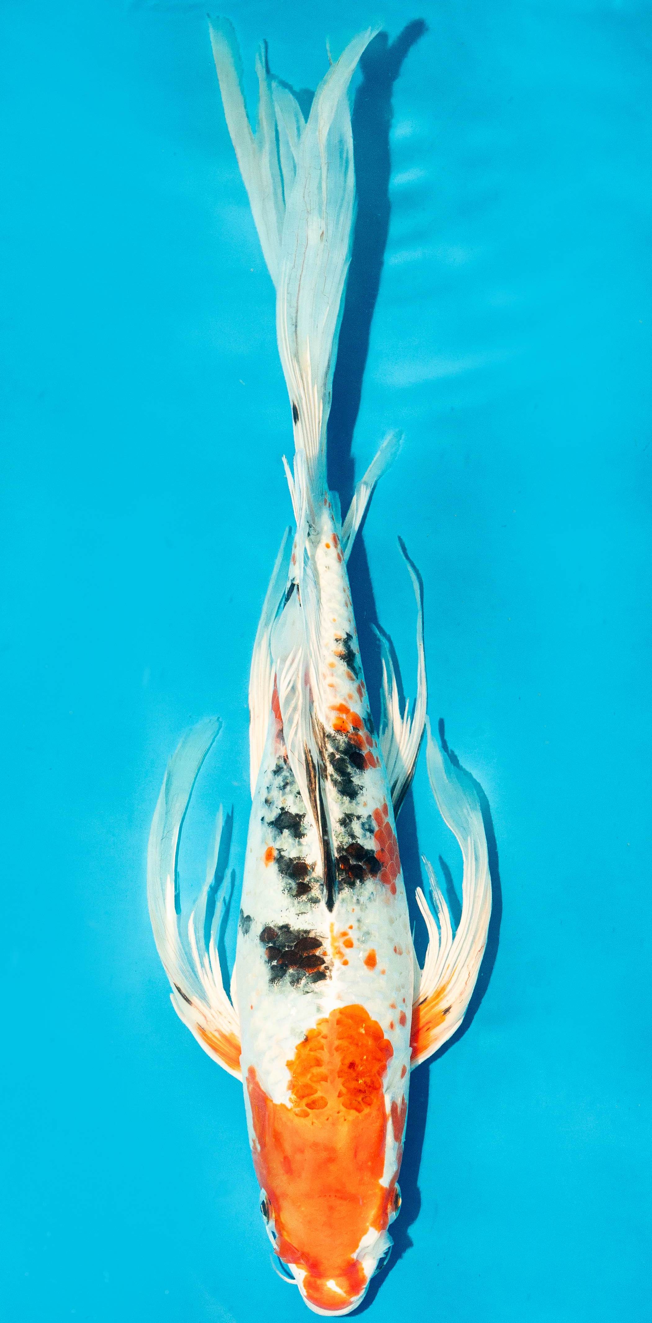 Butterfly Koi 35-40cm Nr. 4506