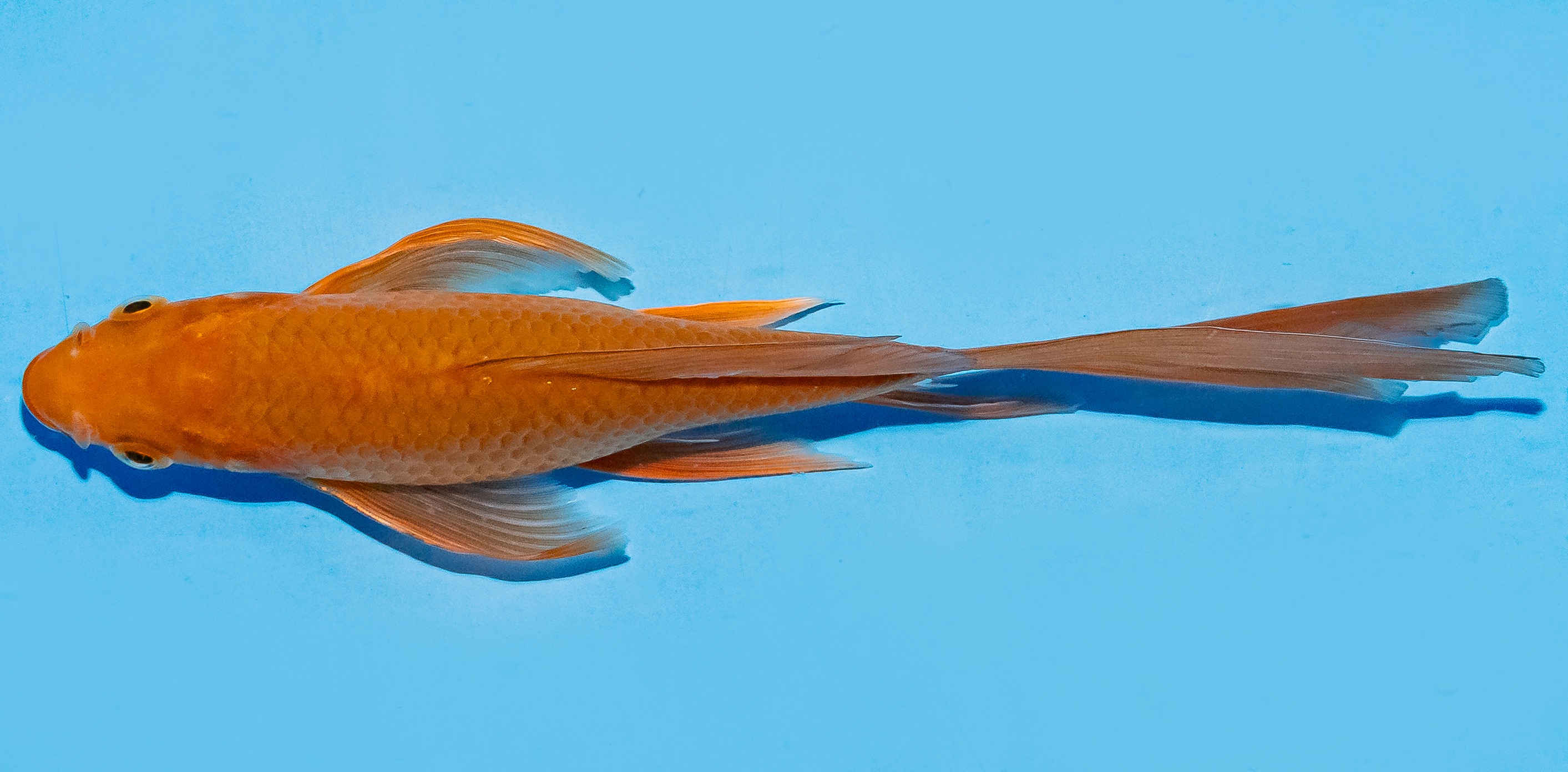 Butterfly Koi 17-20cm Nr. 5918