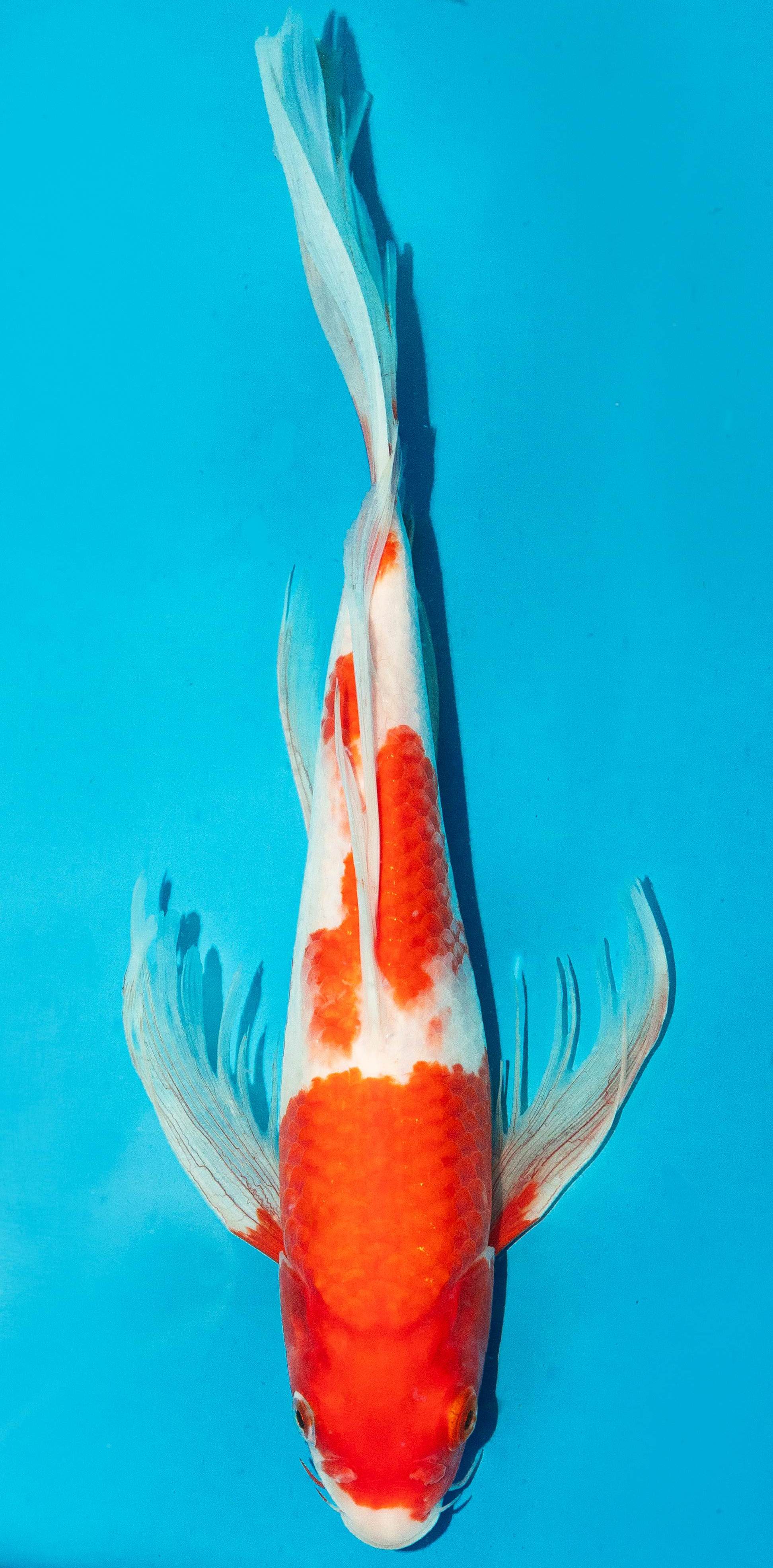 Butterfly Koi 35-40cm Nr. 4517