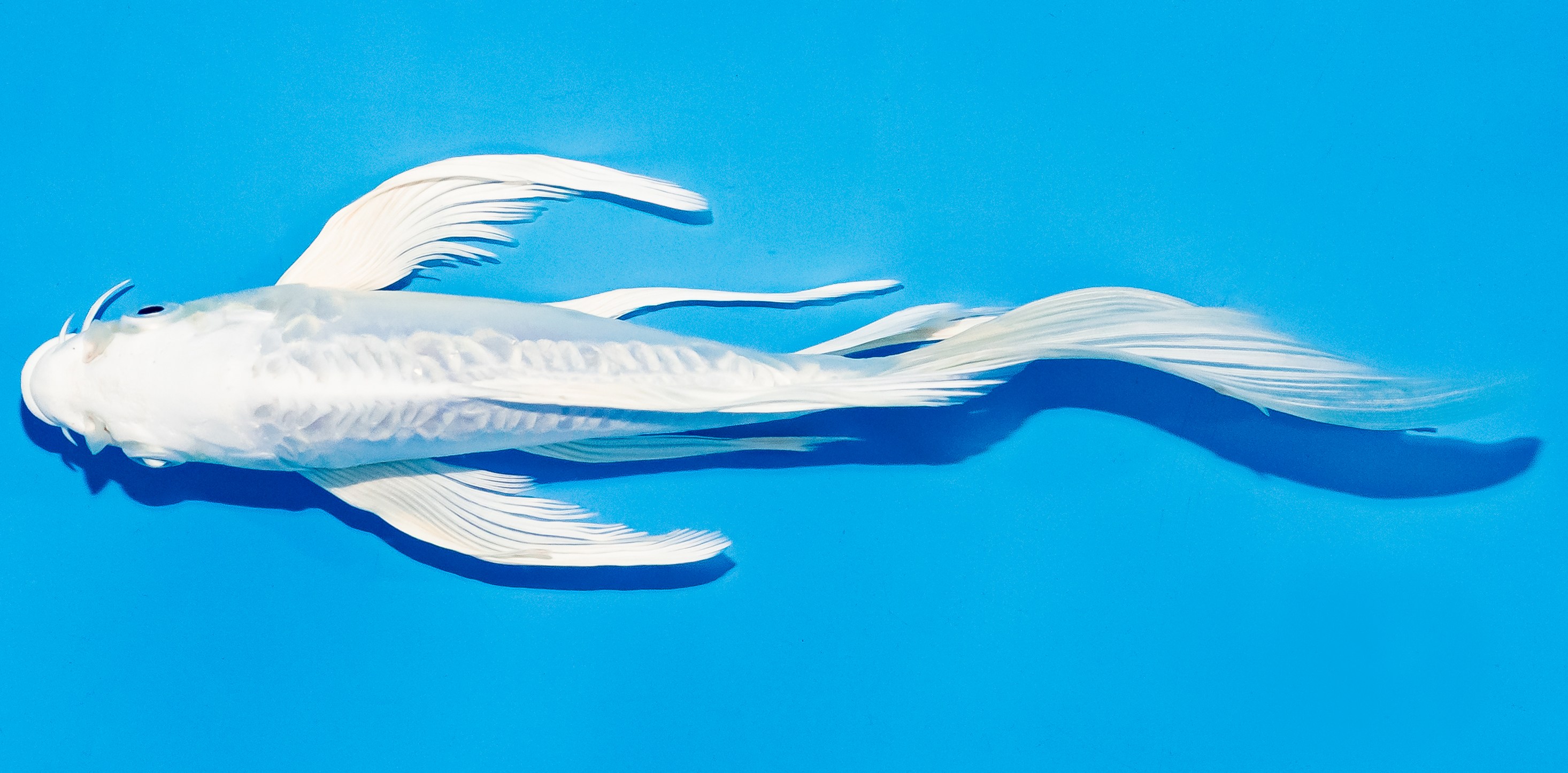 Butterfly Koi 17-20cm Nr. 5922