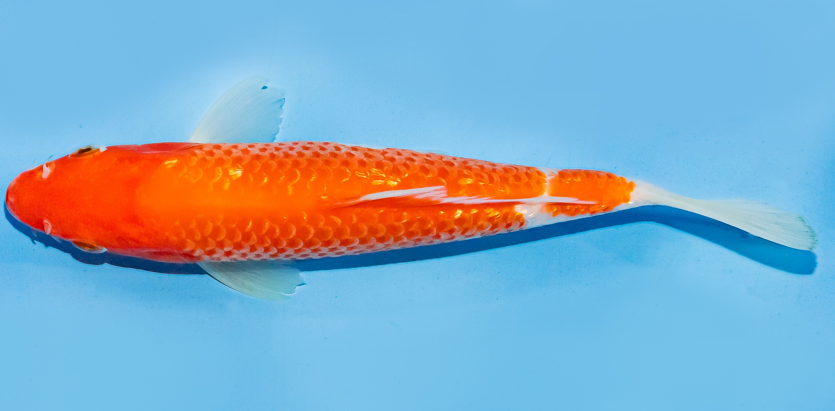 Koi 17-20cm Nr. 7156