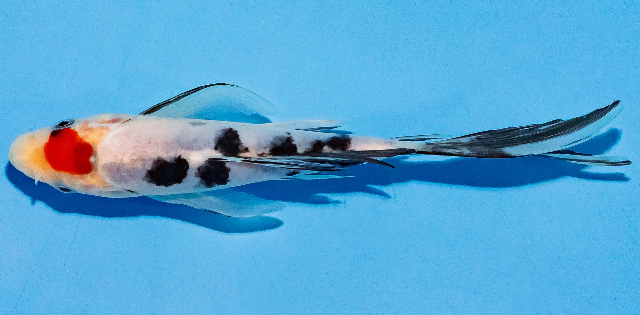 Butterfly Koi 17-20cm Nr. 5967