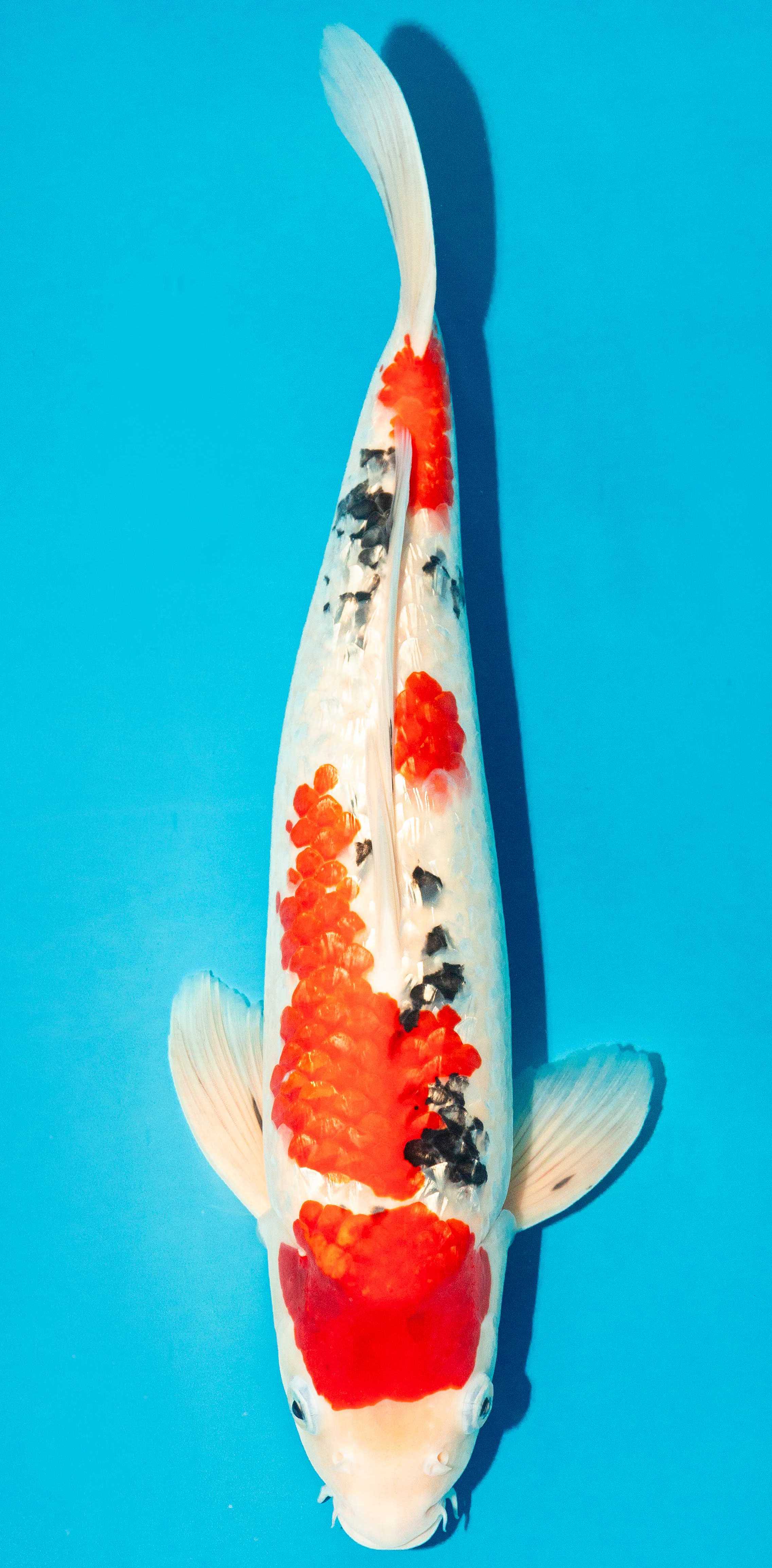 Koi 40-45cm Nr. 3446