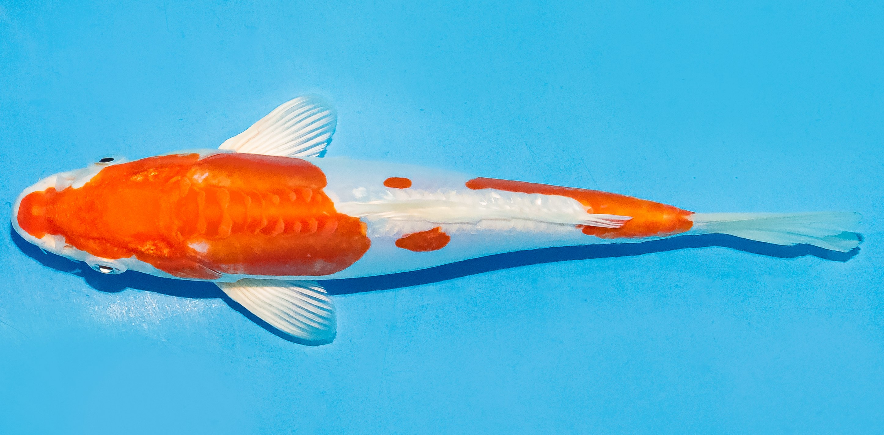 Koi 20-25cm Nr. 6009