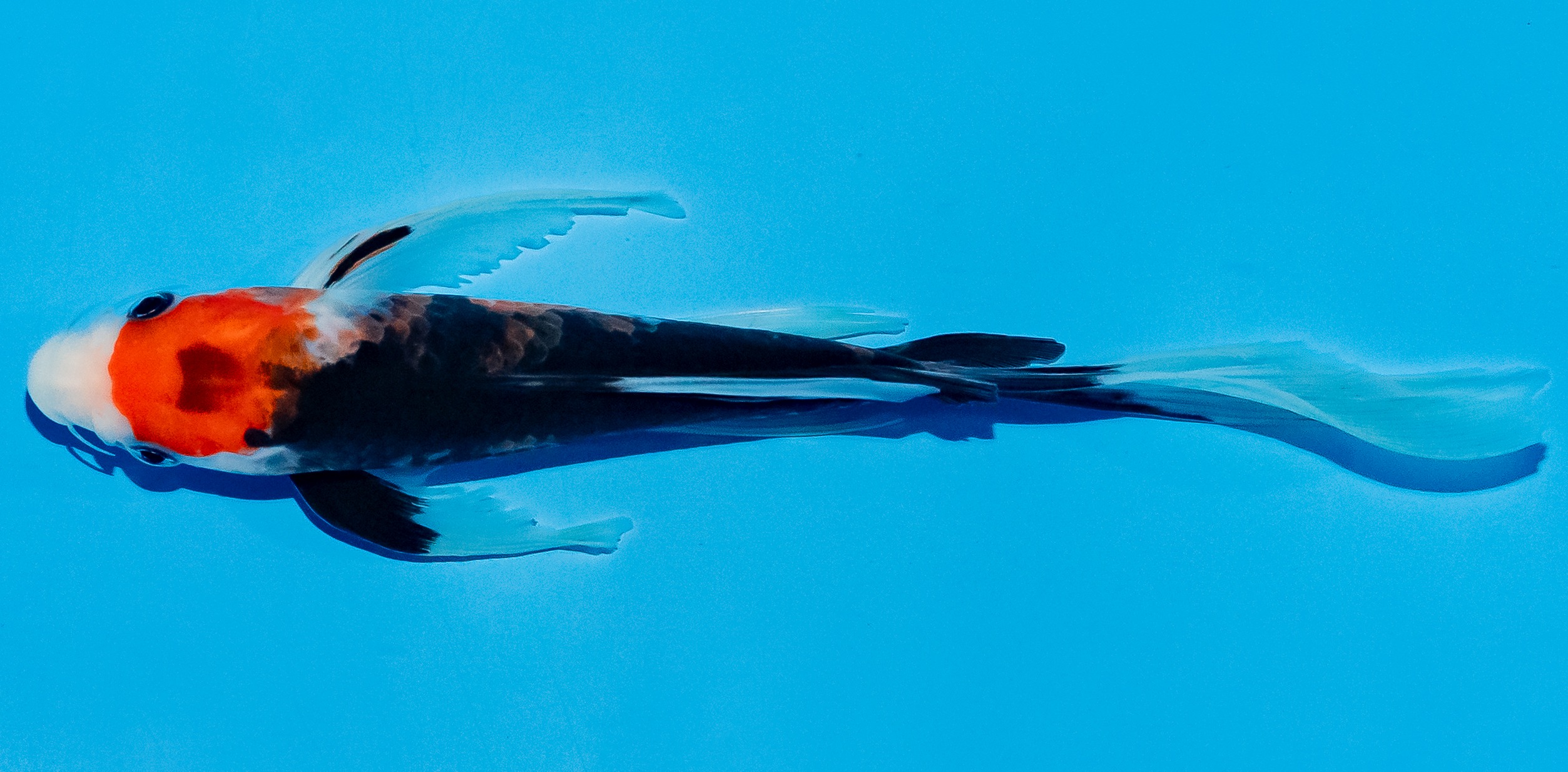 Butterfly Koi 20-25cm Nr. 5519