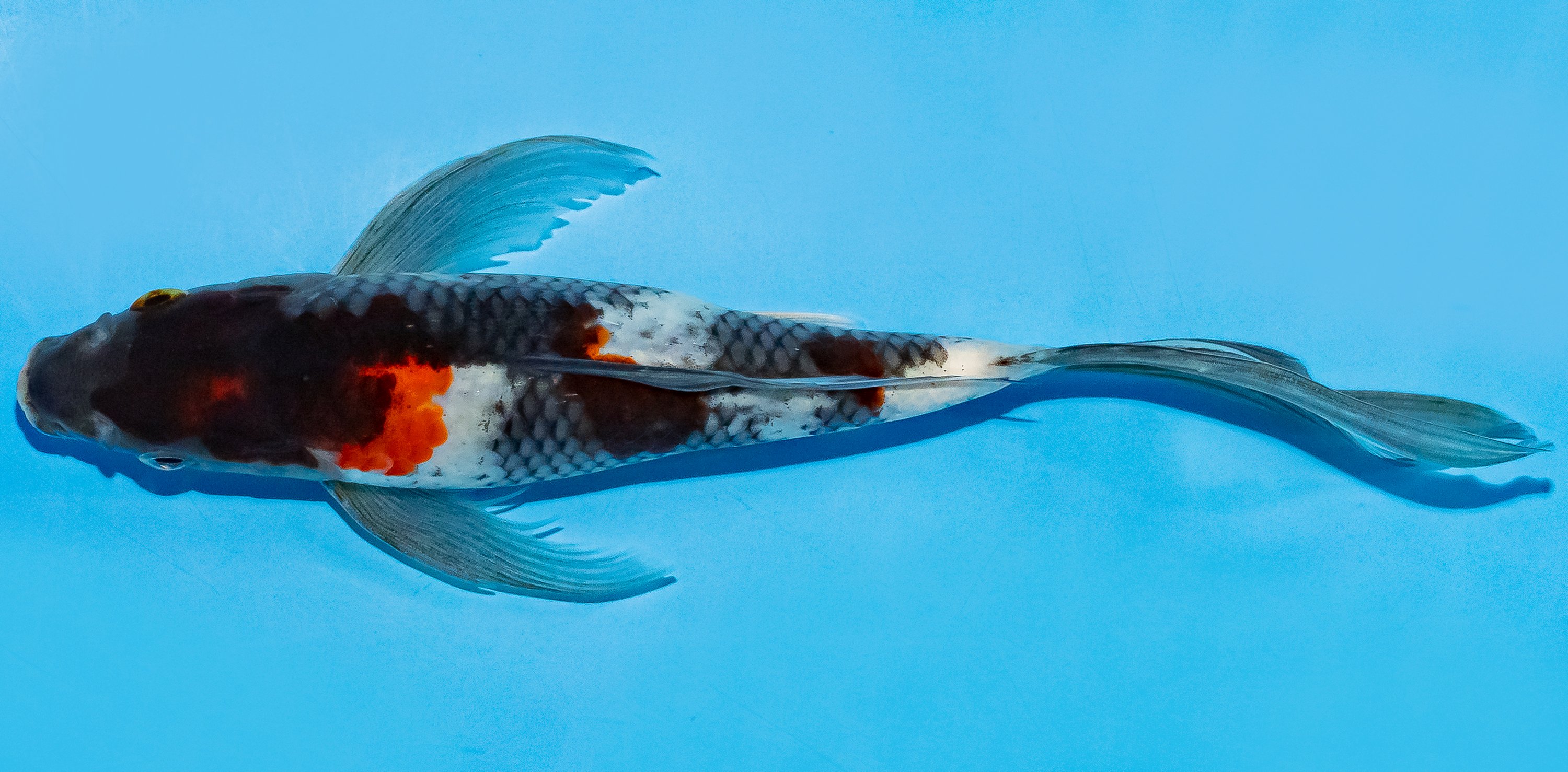 Butterfly Koi 20-25cm Nr. 7322