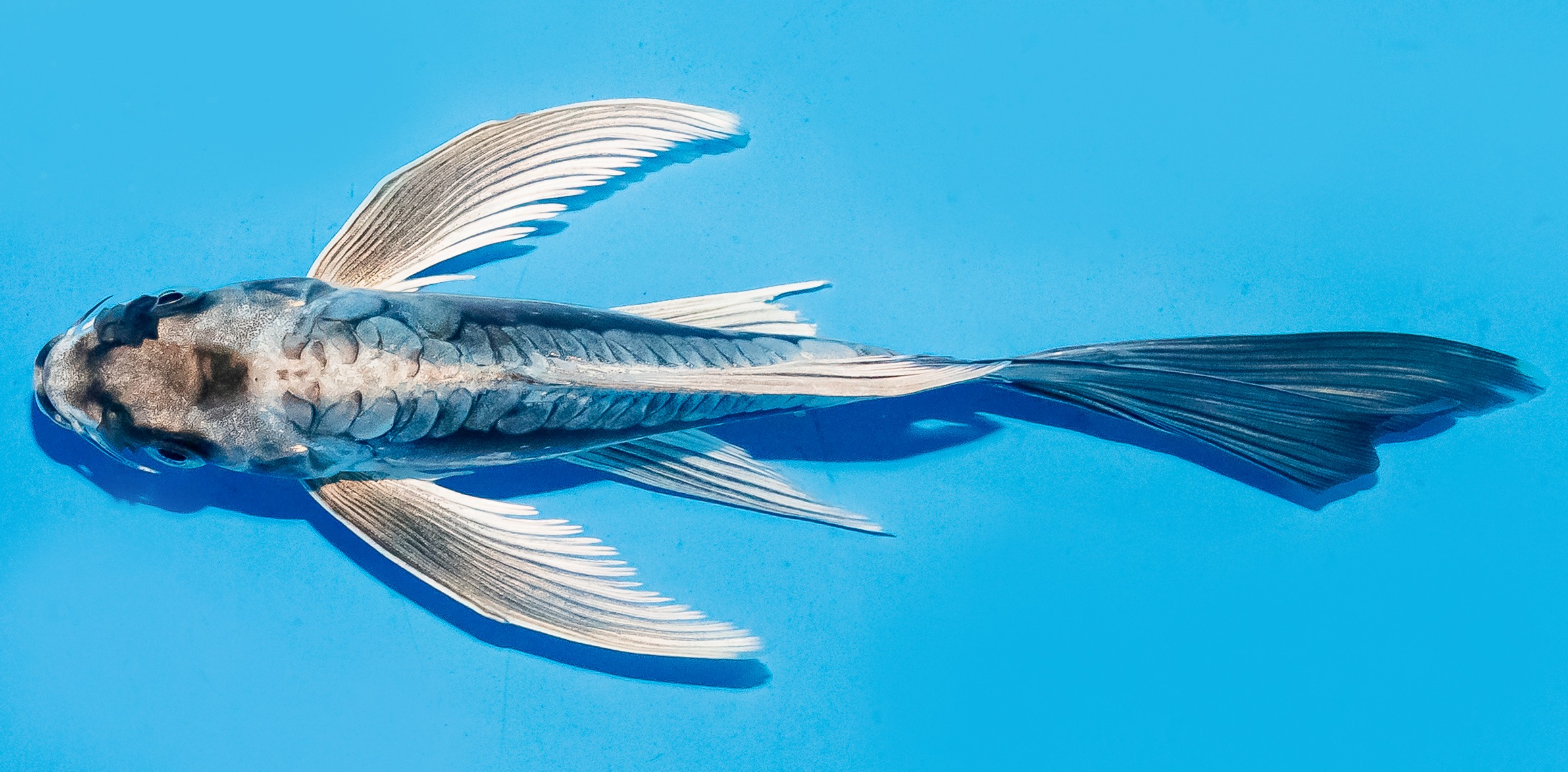 Butterfly Koi 14-17cm Nr. 5811