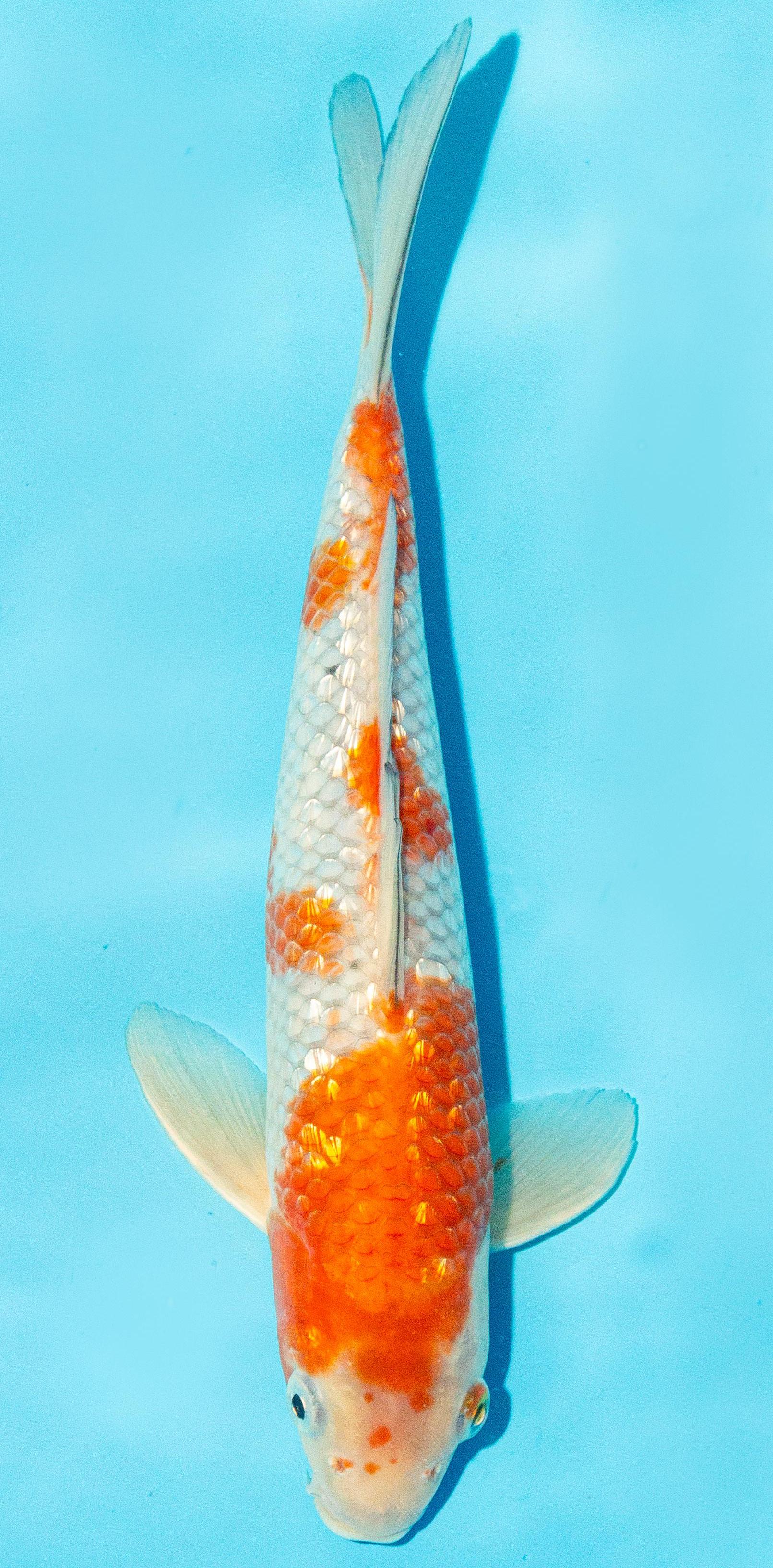 Koi 25-30cm Nr. 3015