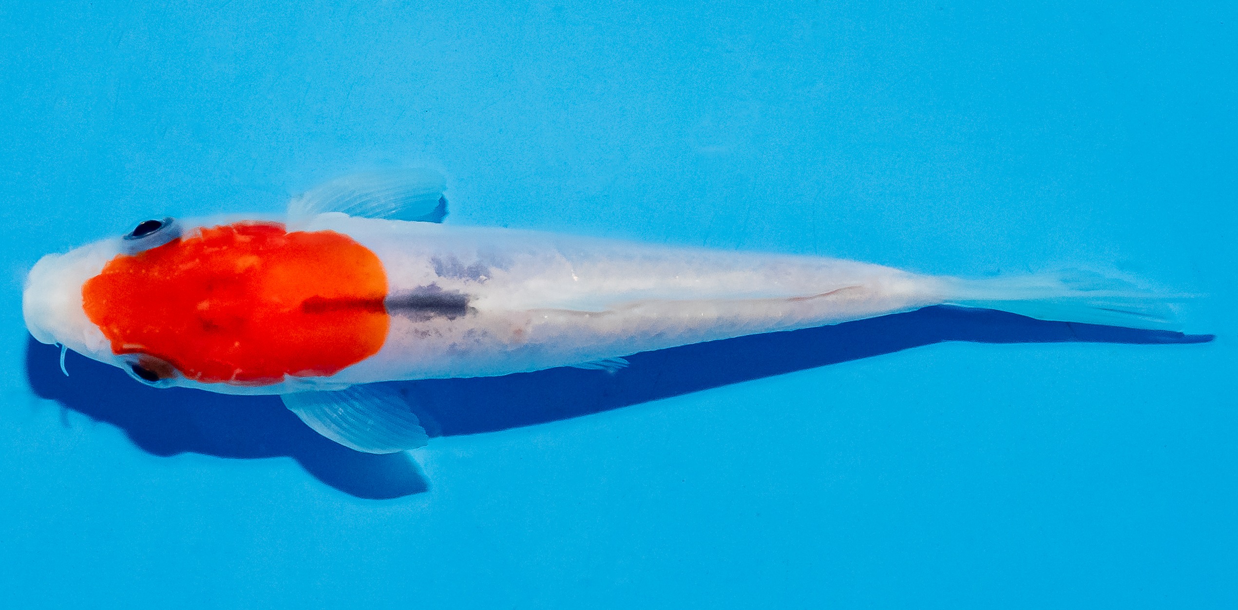 Koi 14-17cm Nr. 4725