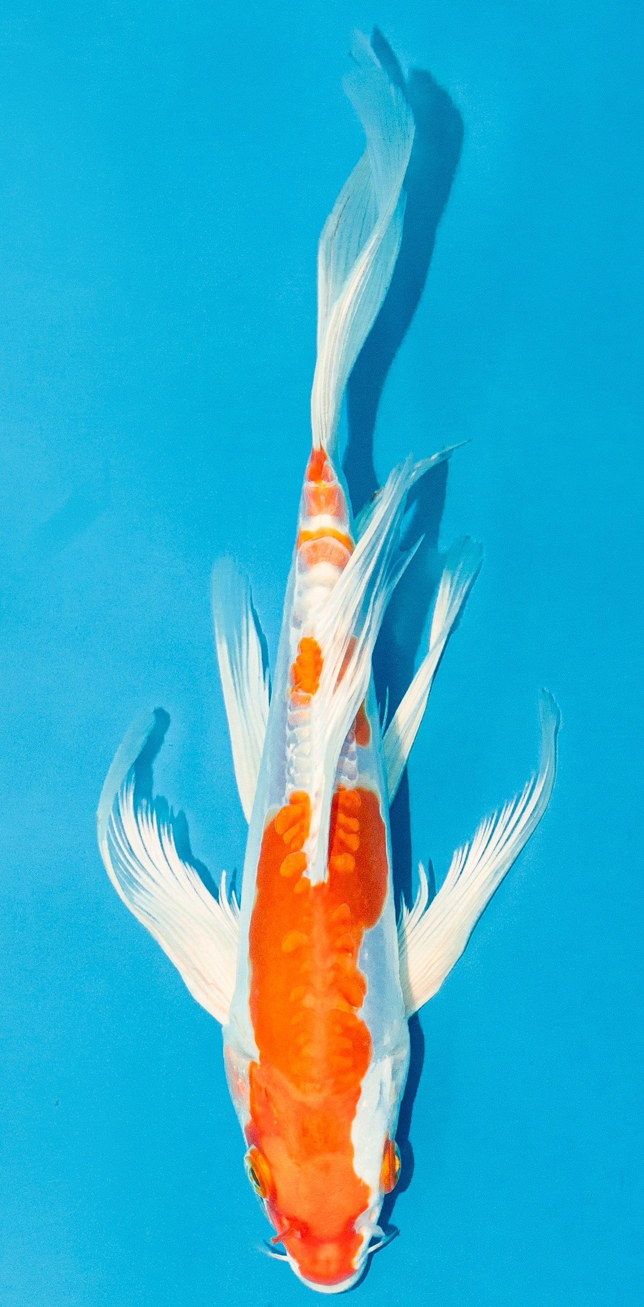 Butterfly Koi 20-25cm Nr. 4281