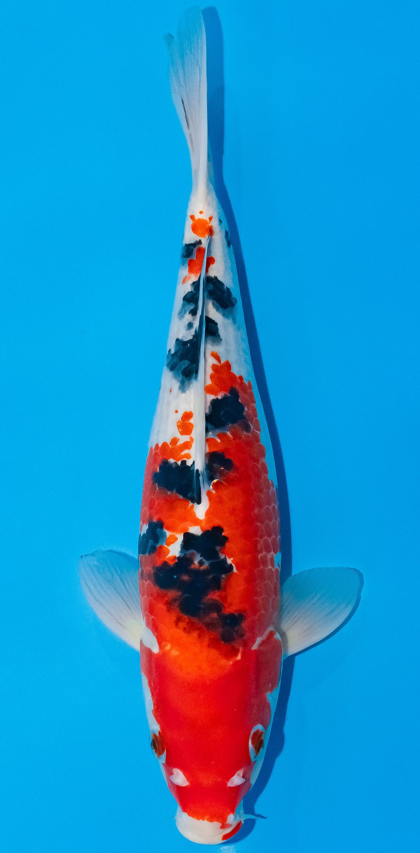 Koi 30-35cm Nr. 1022