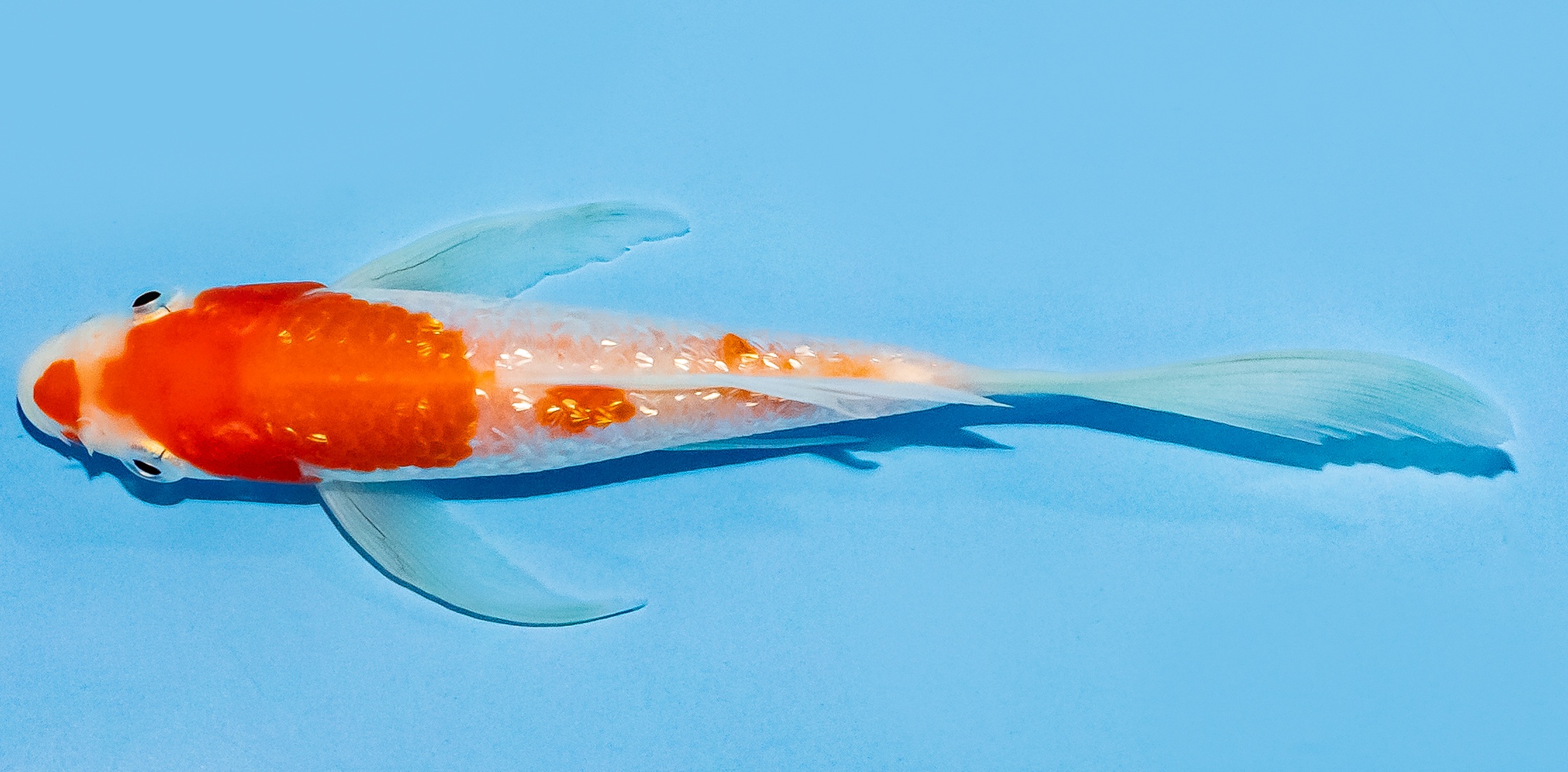 Butterfly Koi 14-17cm Nr. 7430