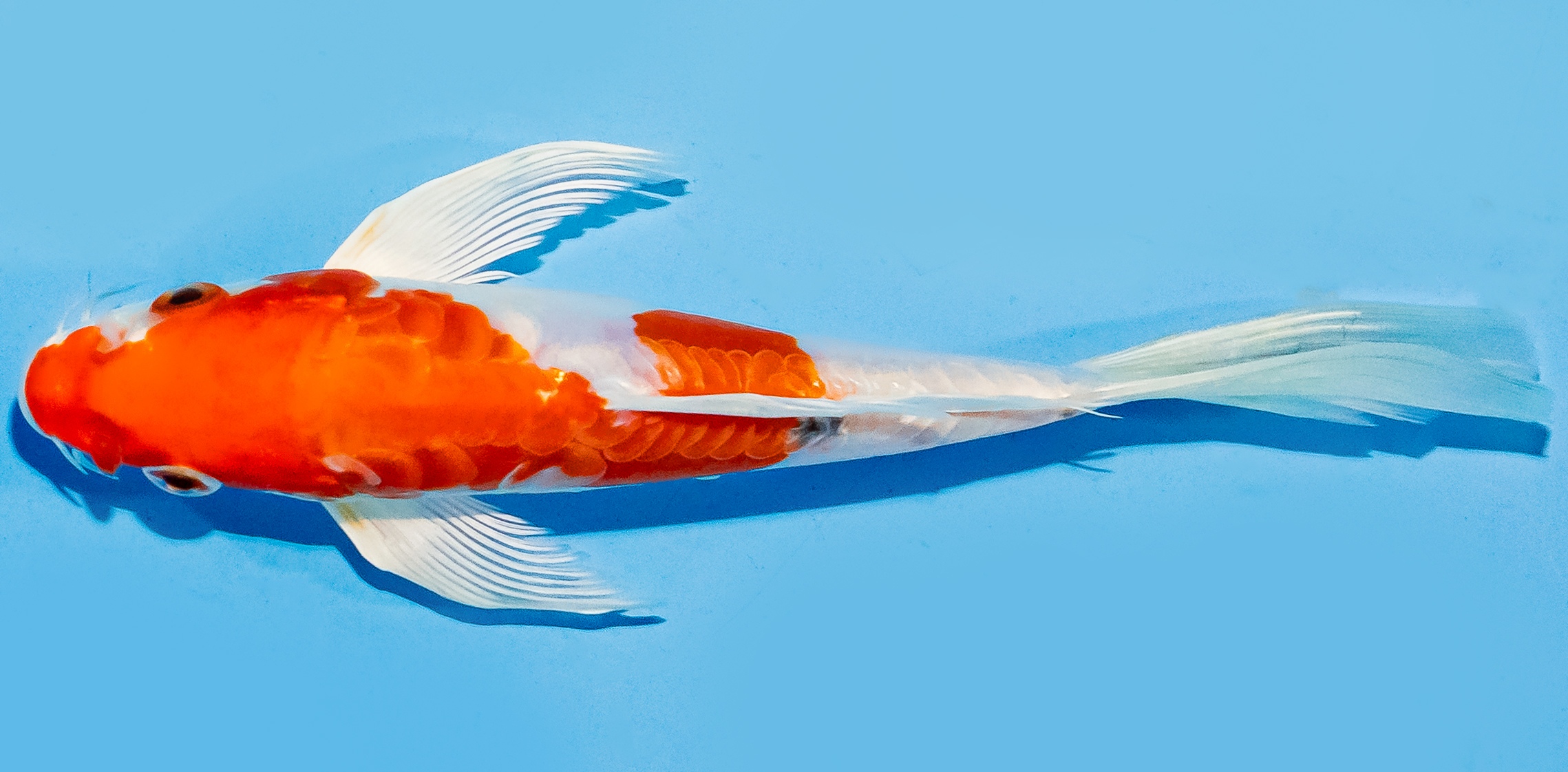 Butterfly Koi 17-20cm Nr. 6974