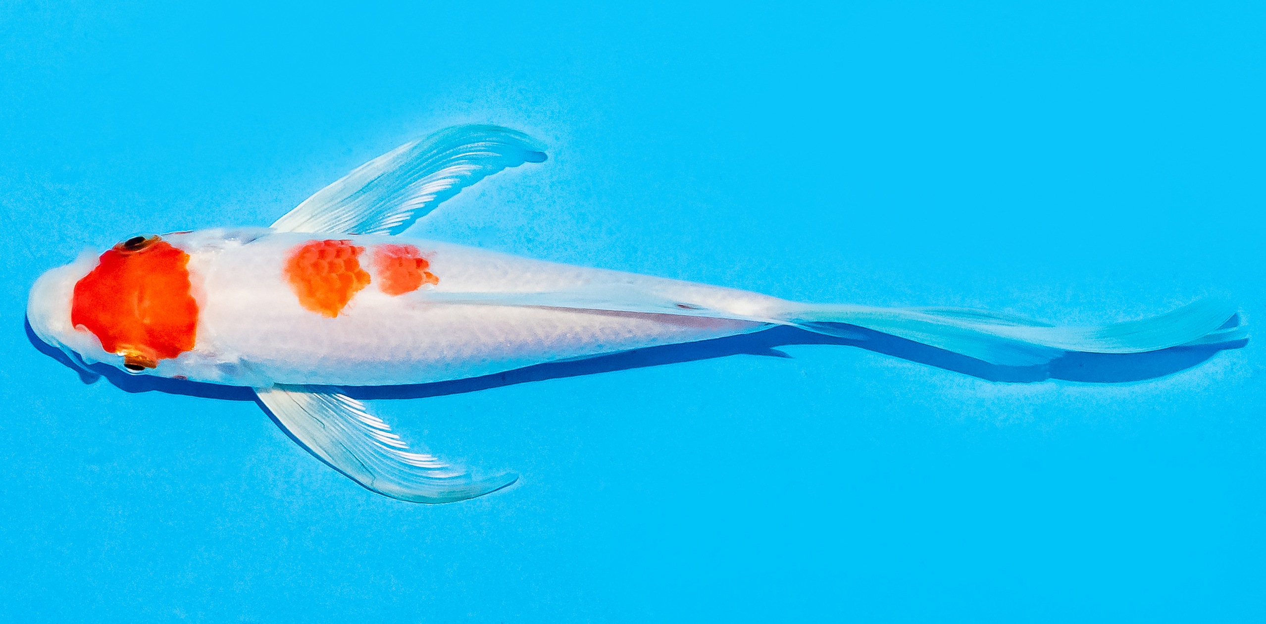 Butterfly Koi 14-17cm Nr. 5775