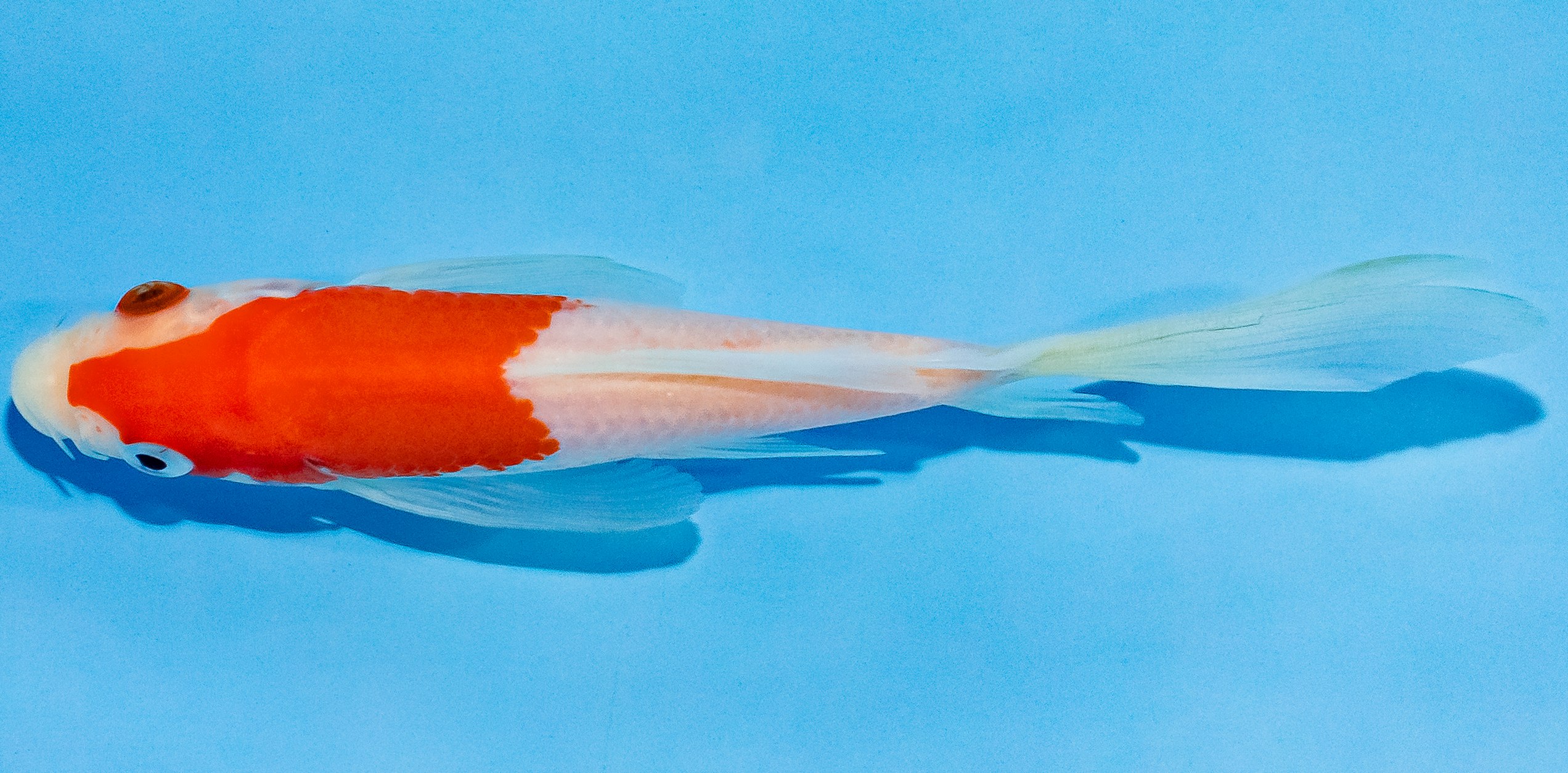 Butterfly Koi 14-17cm Nr. 3734
