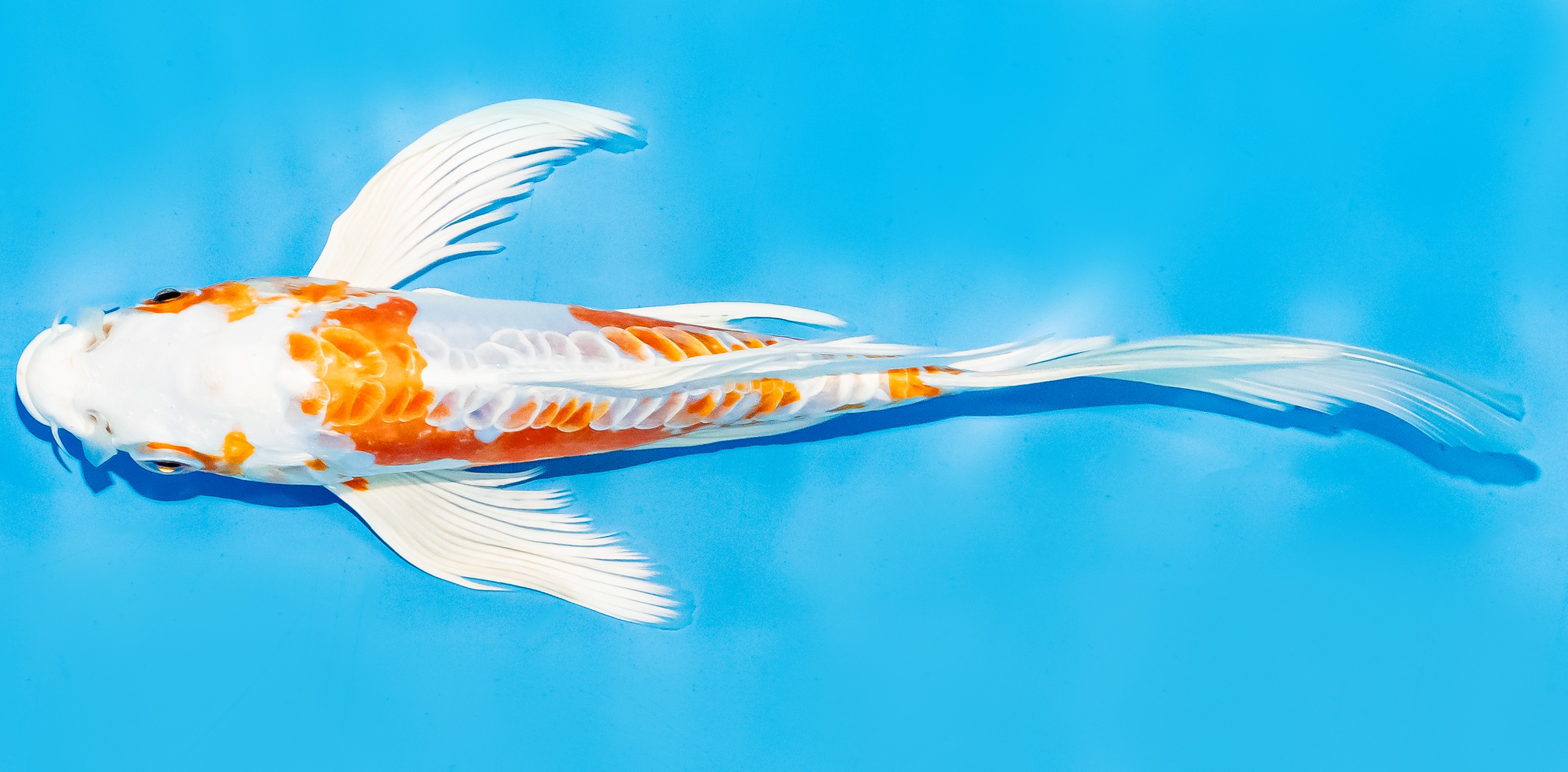 Butterfly Koi 20-25cm Nr. 7330