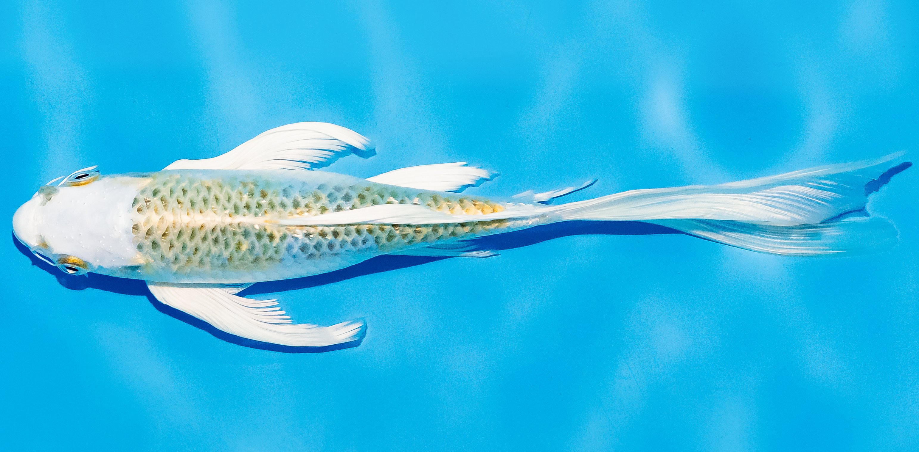 Butterfly Koi 20-25cm Nr. 5449