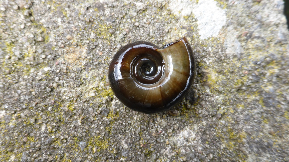 Schnecke, Posthorn