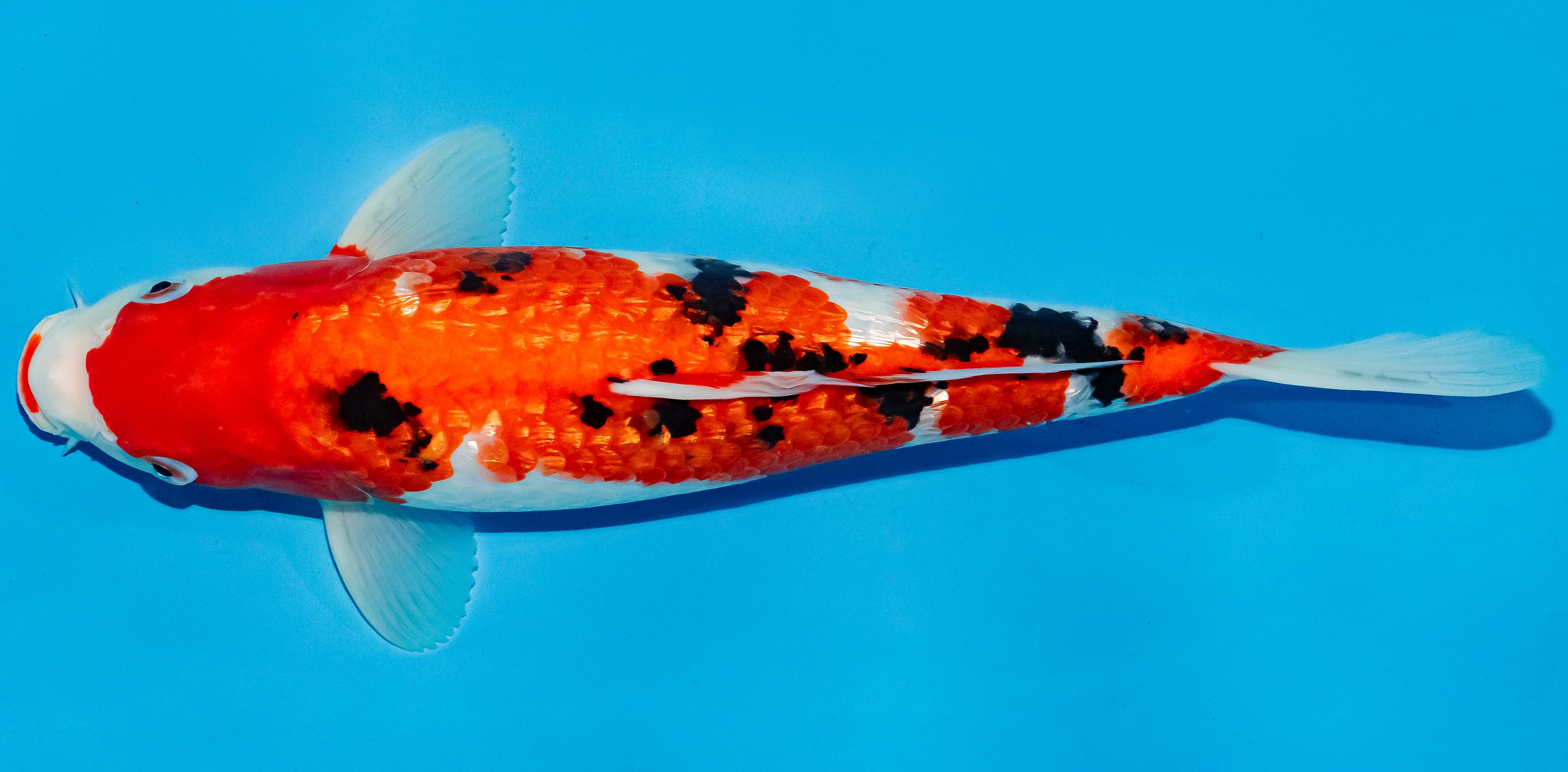 Koi 35-40cm Nr. 6746