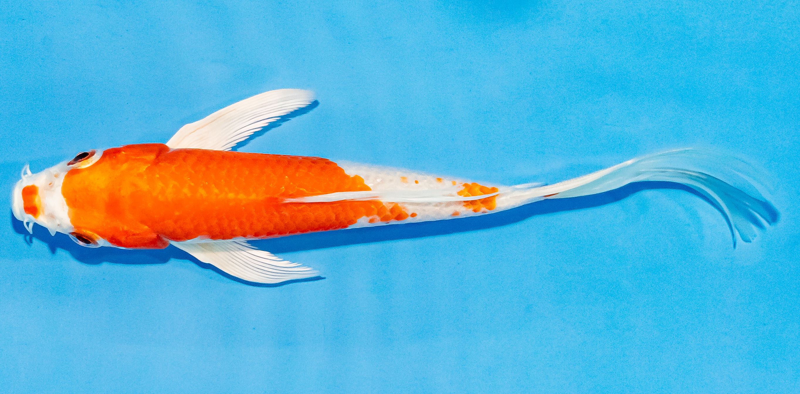 Butterfly Koi 14-17cm Nr. 3764