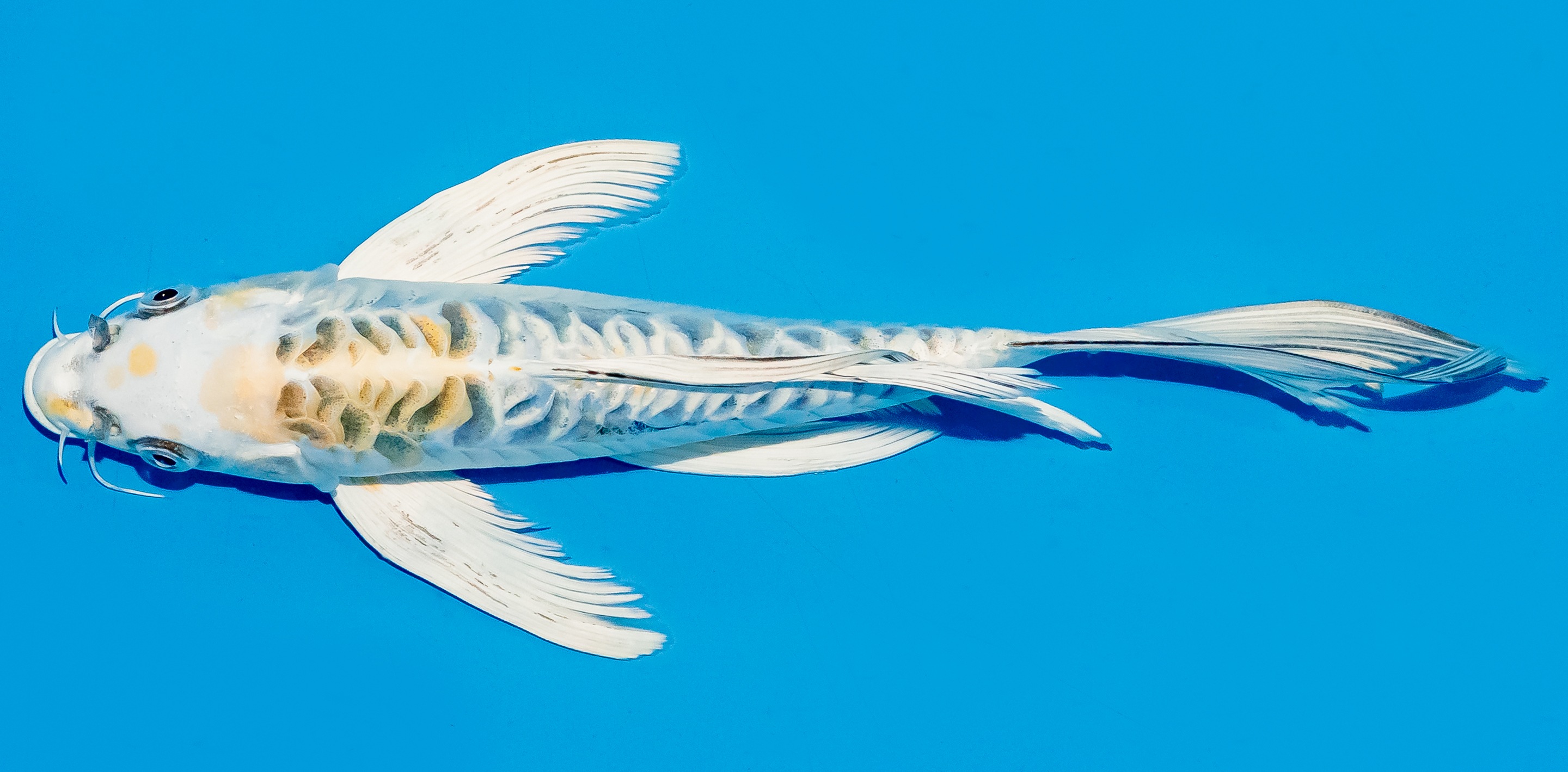 Butterfly Koi 25-30cm Nr. 5607