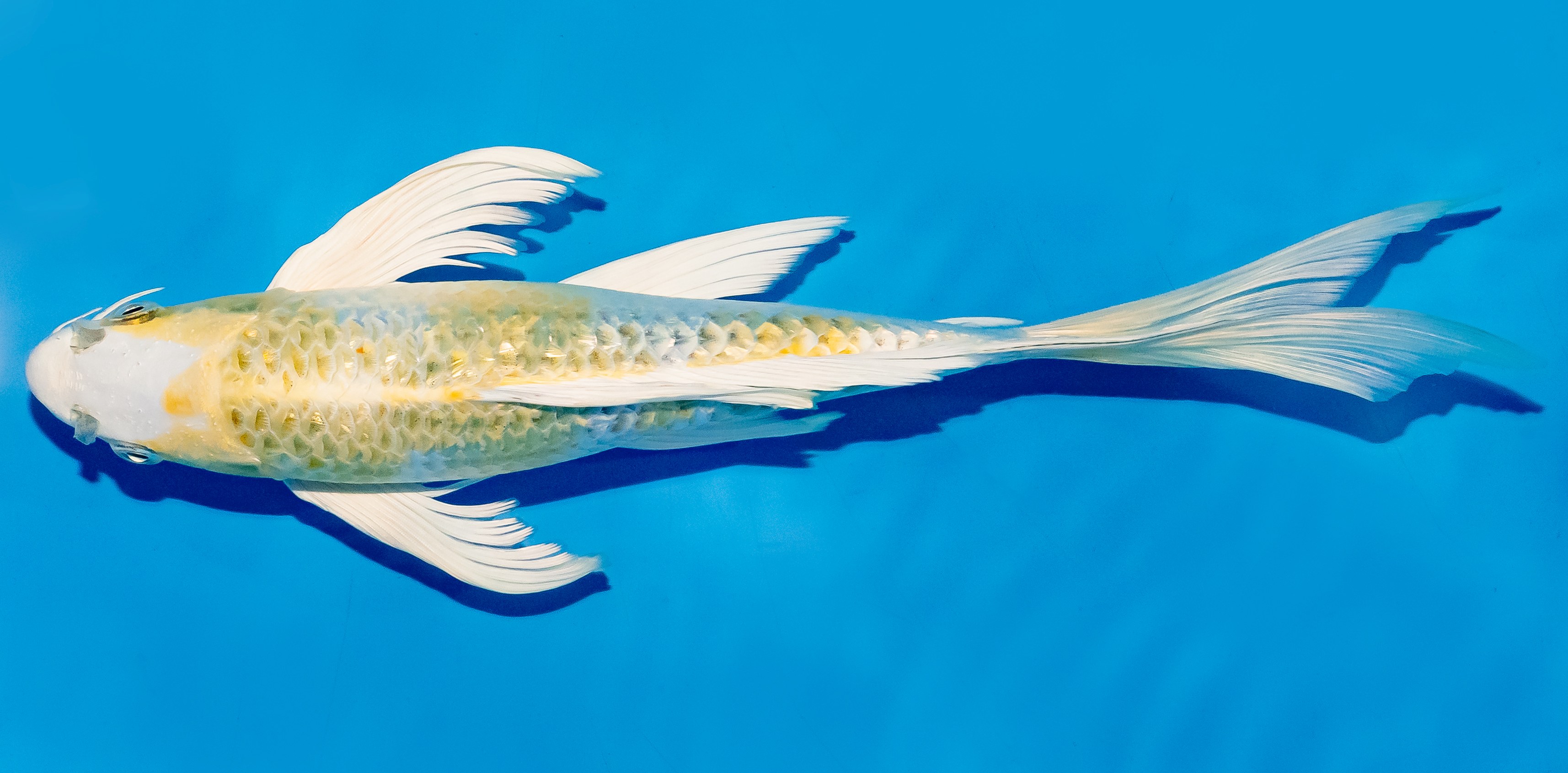 Butterfly Koi 25-30cm Nr. 5638