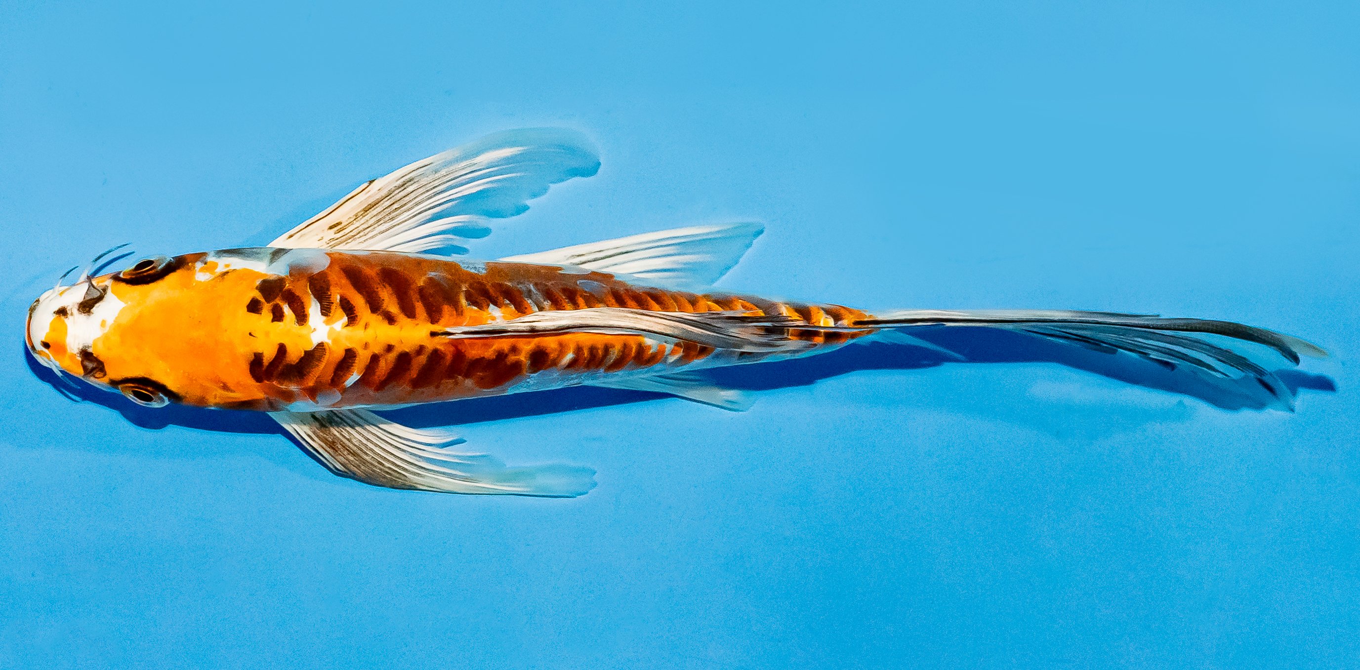 Butterfly Koi 20-25cm Nr. 5513