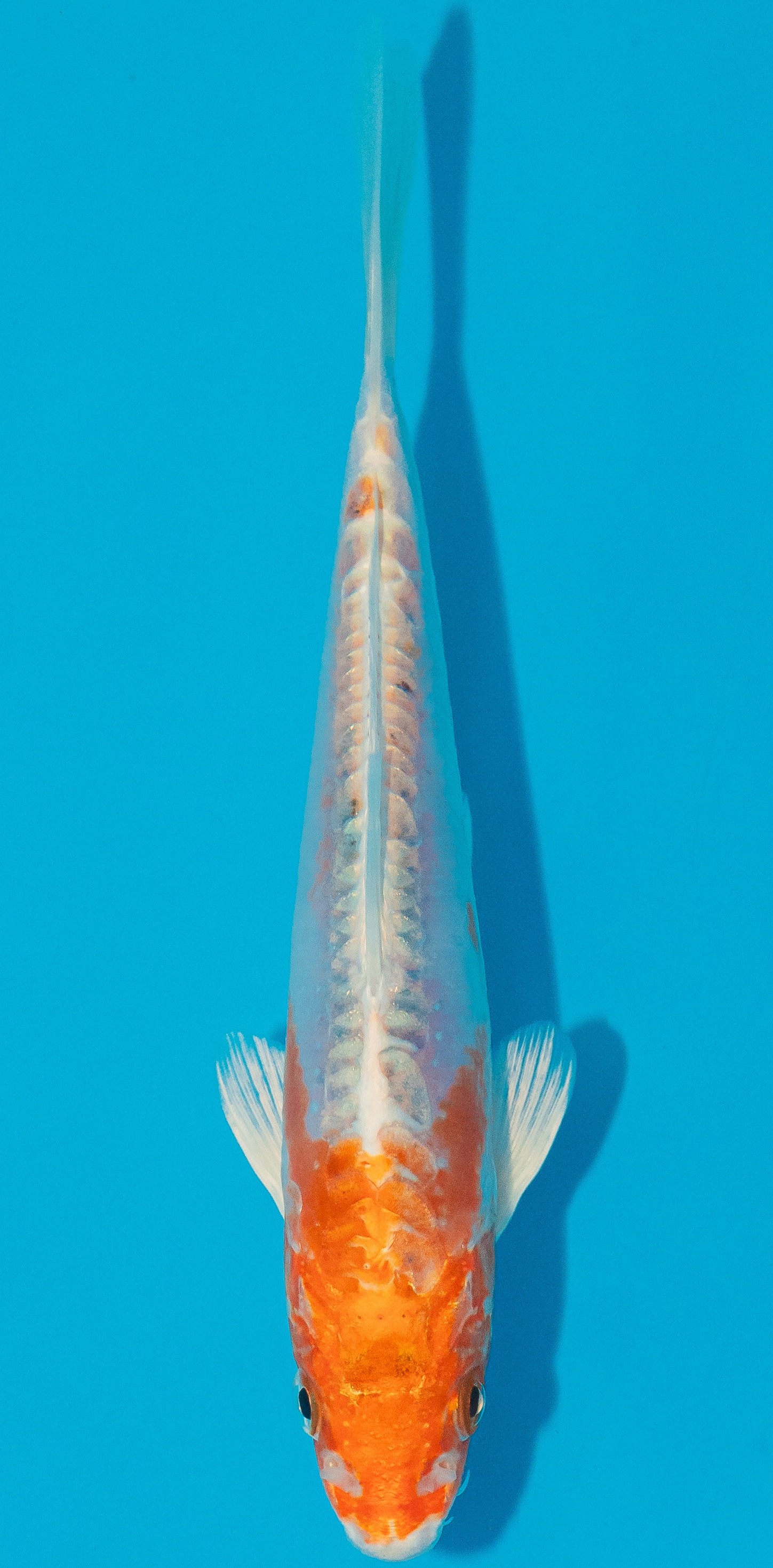 Koi 14-17cm Nr. 5318