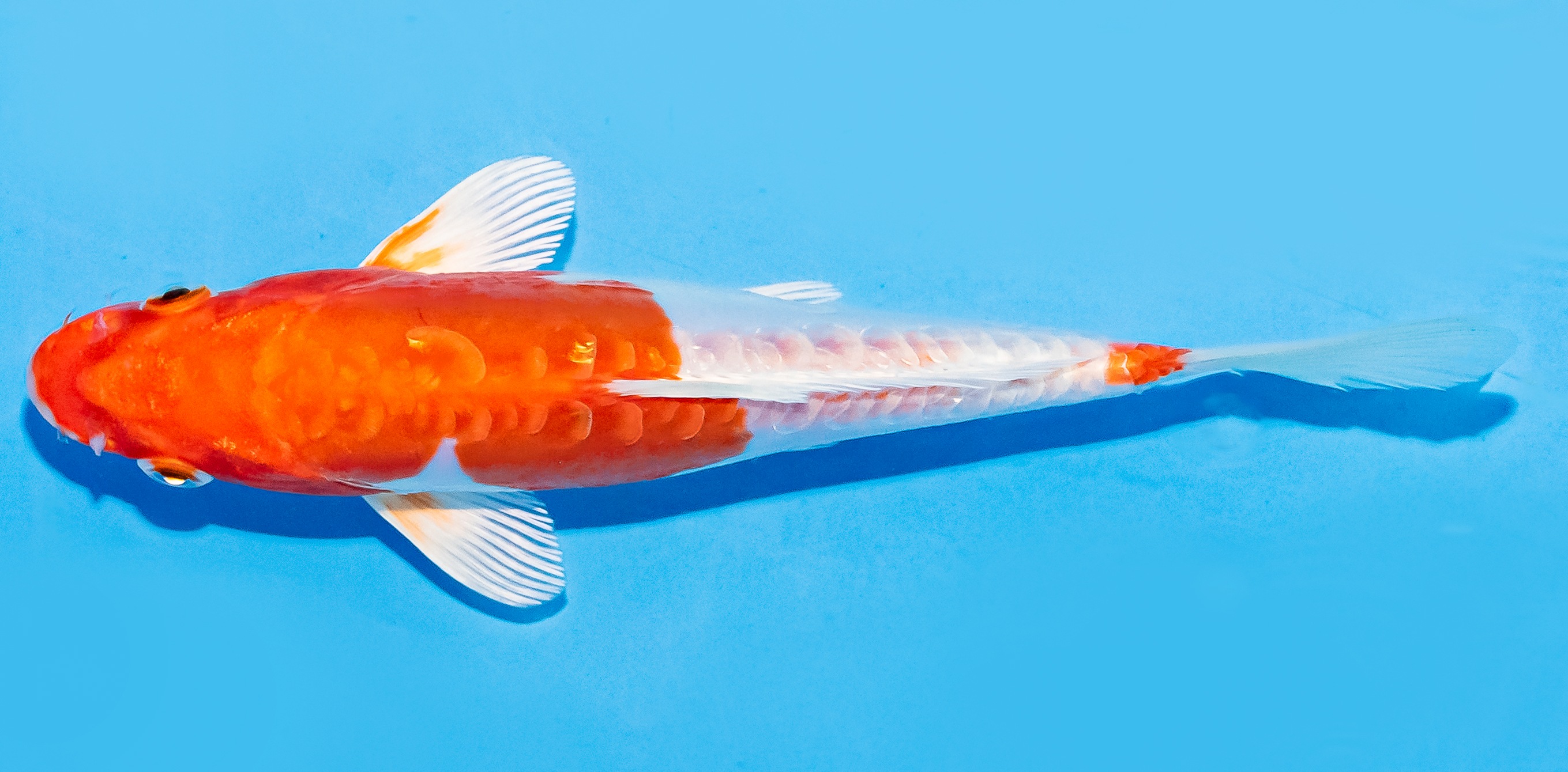 Koi 17-20cm Nr. 7152