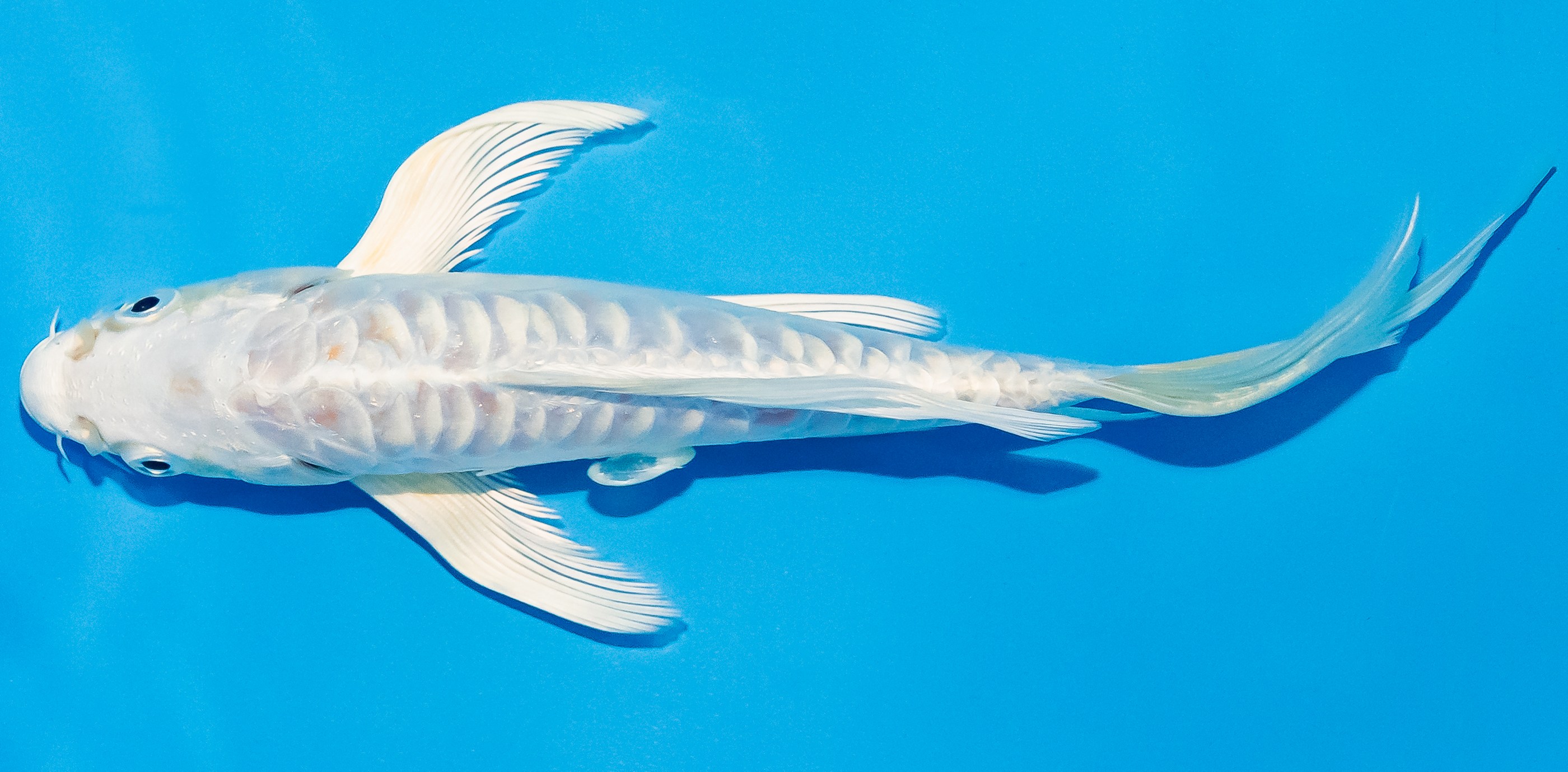 Butterfly Koi 14-17cm Nr. 2518