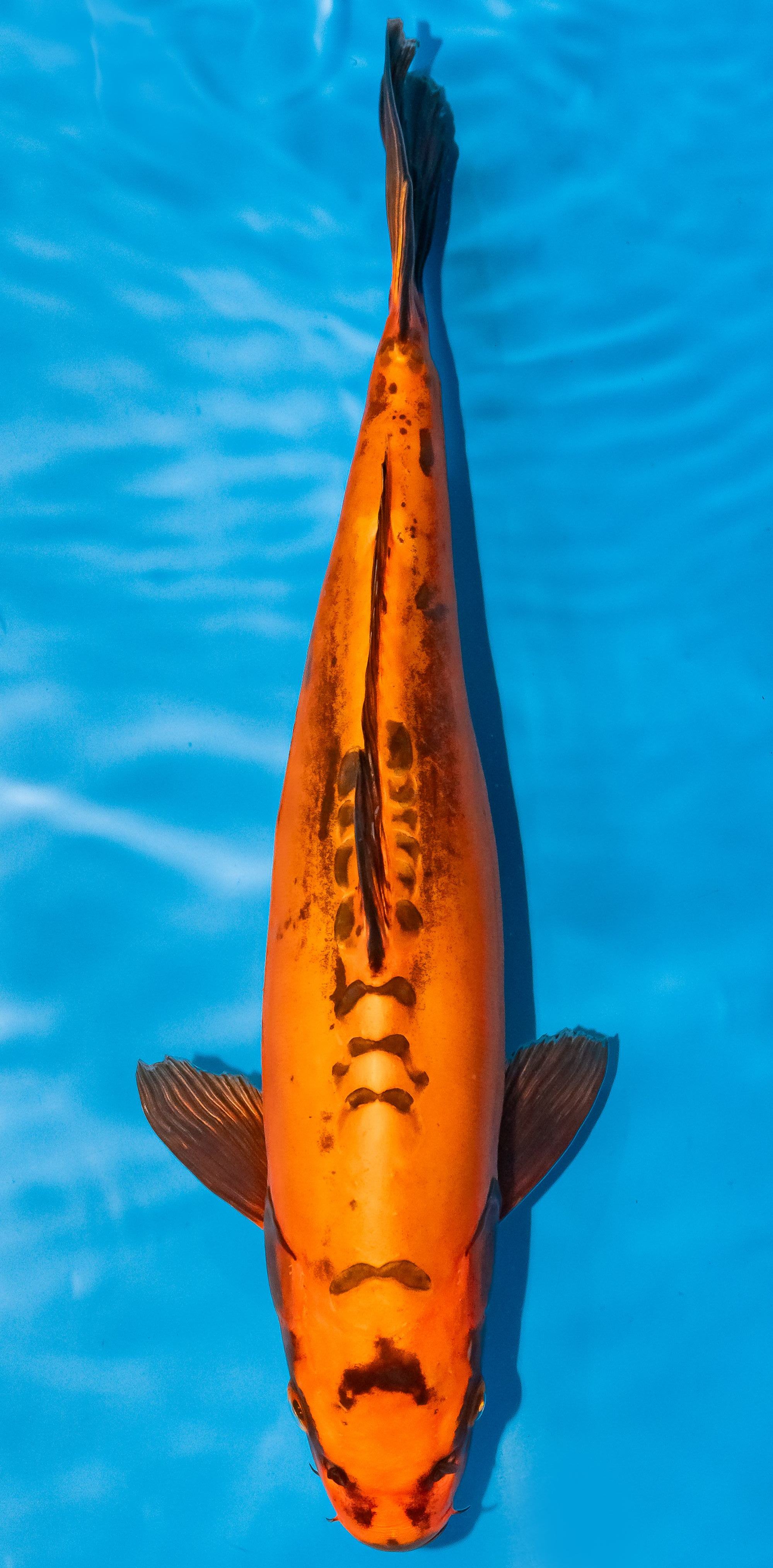 Koi 35-40cm Nr. 1120