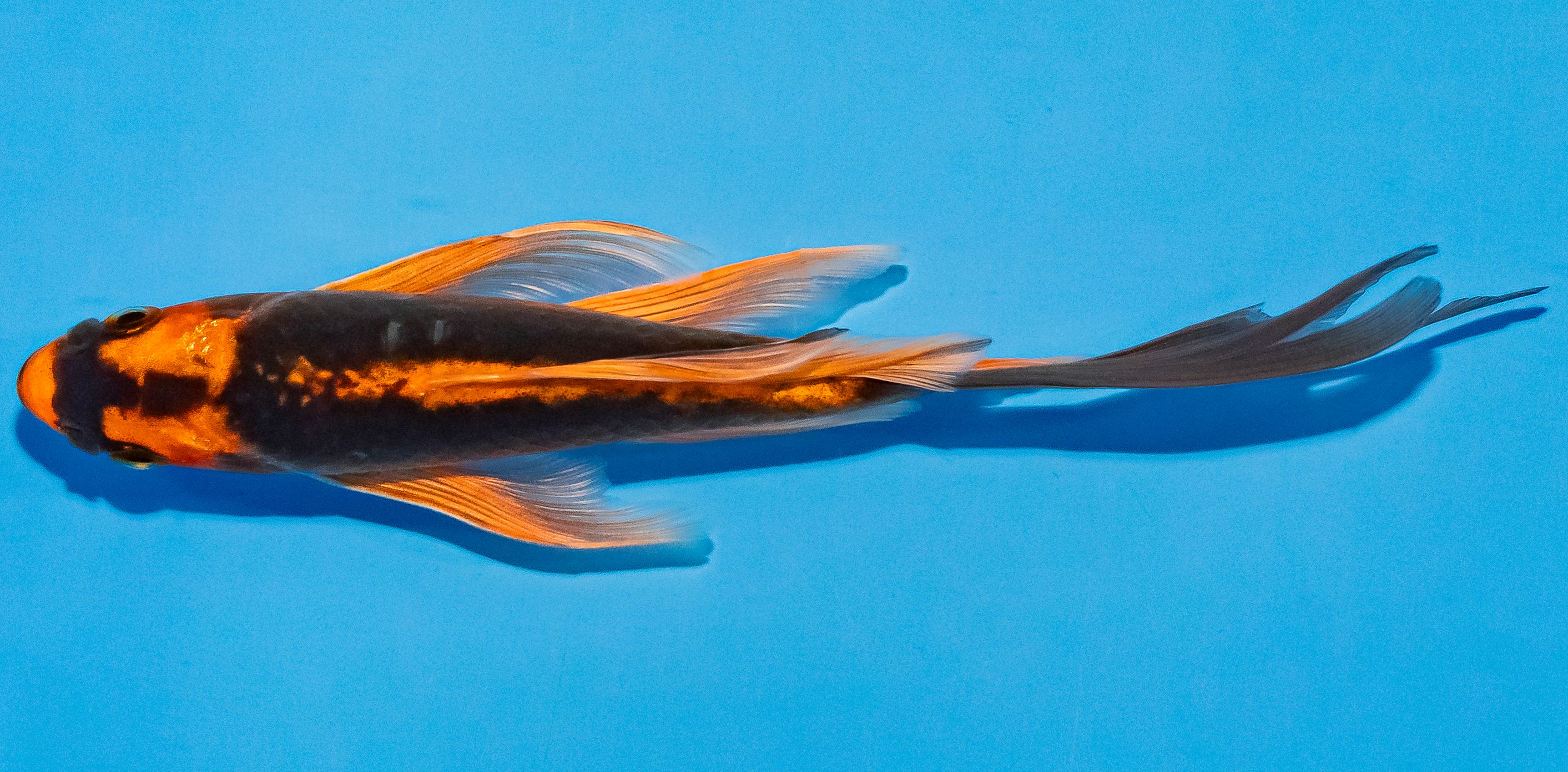 Butterfly Koi 14-17cm Nr. 2503