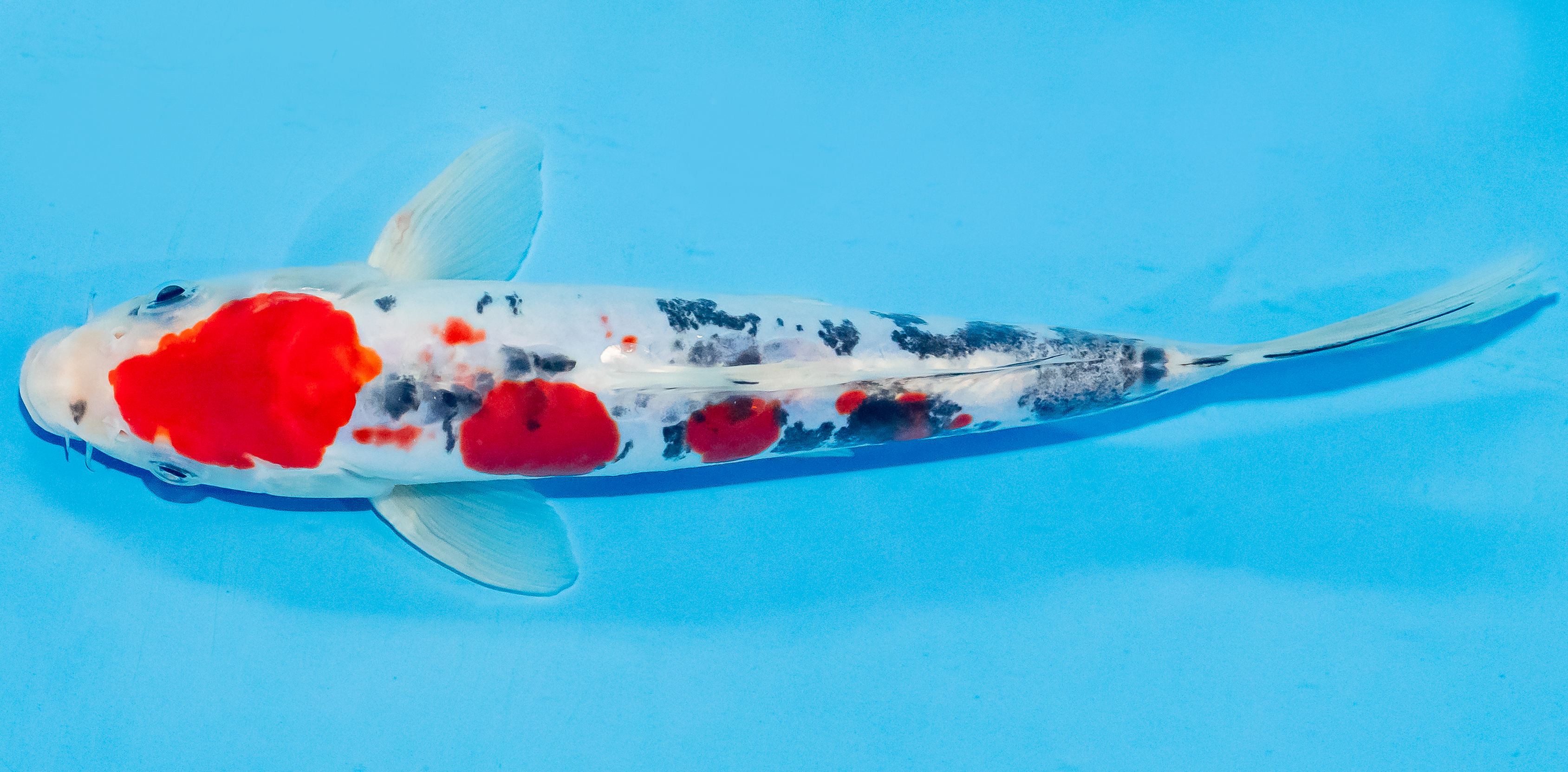 Koi 25-30cm Nr. 4203