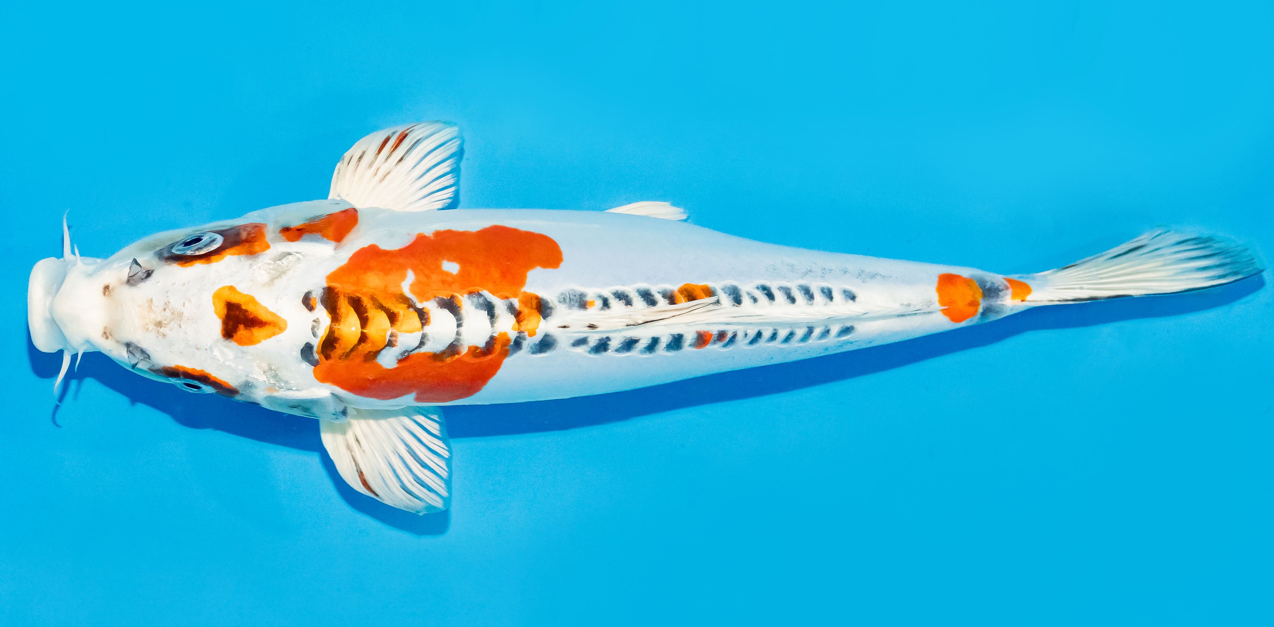 Koi 30-35cm Nr. 7648