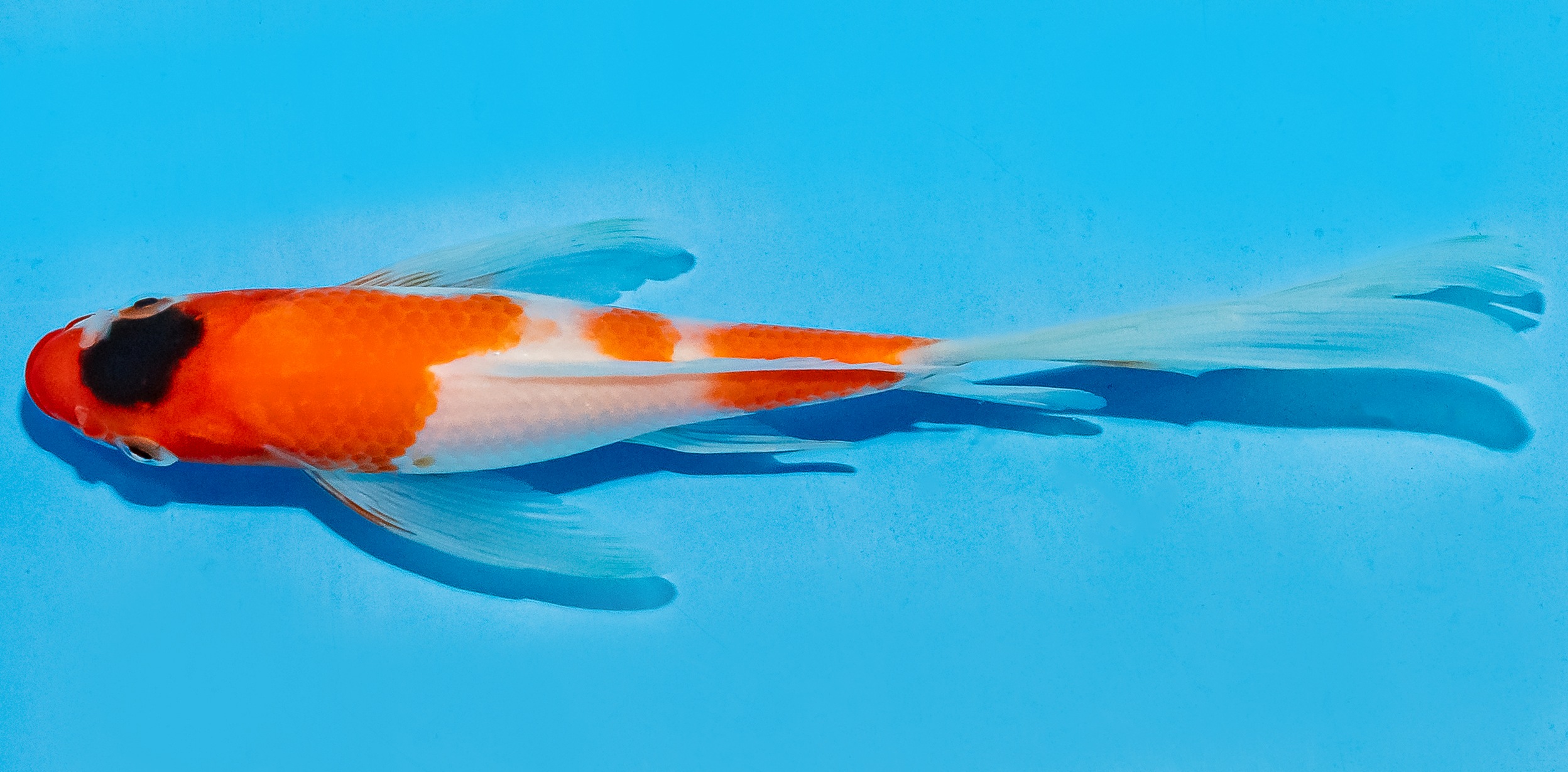 Butterfly Koi 14-17cm Nr. 5703