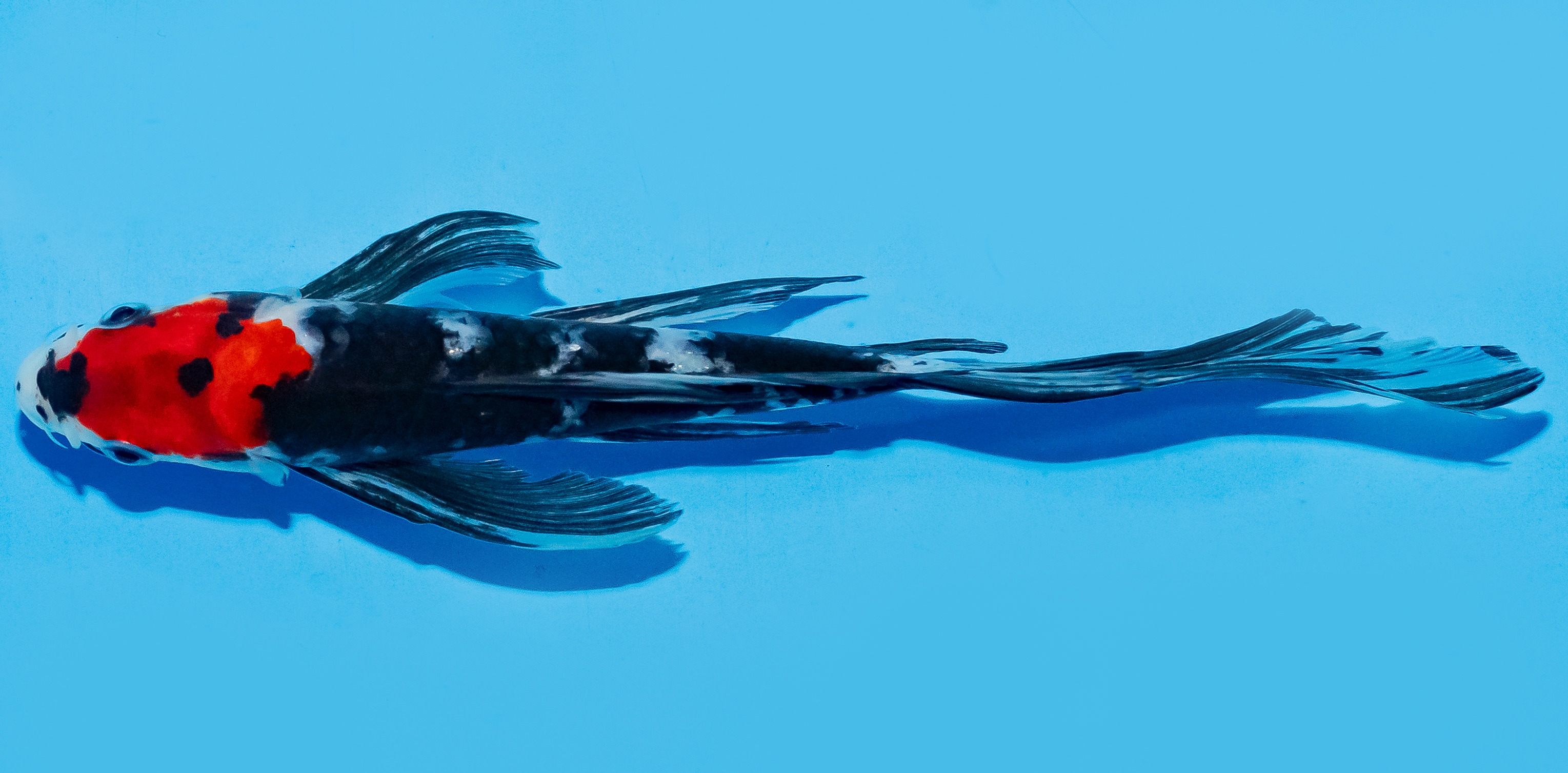 Butterfly Koi 17-20cm Nr. 6958