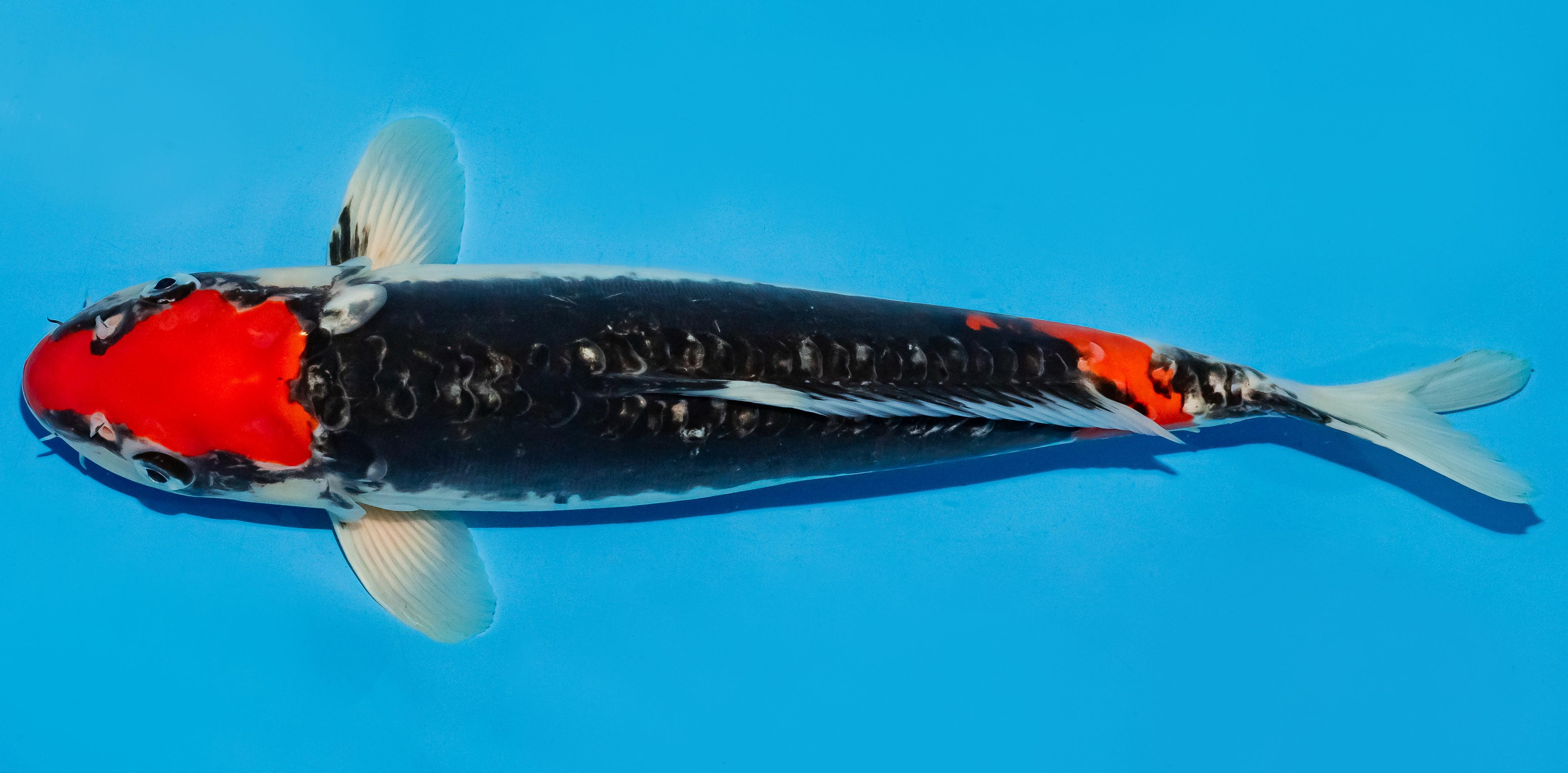 Koi 35-40cm Nr. 6719