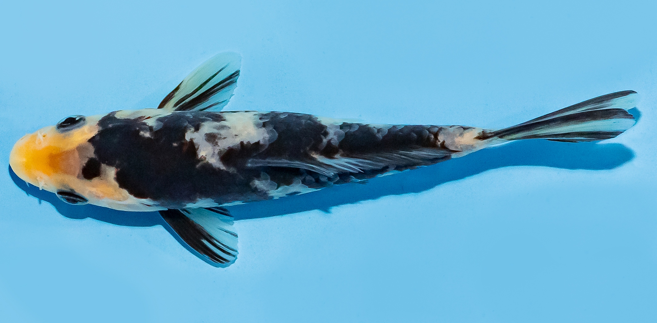 Koi 14-17cm Nr. 7041