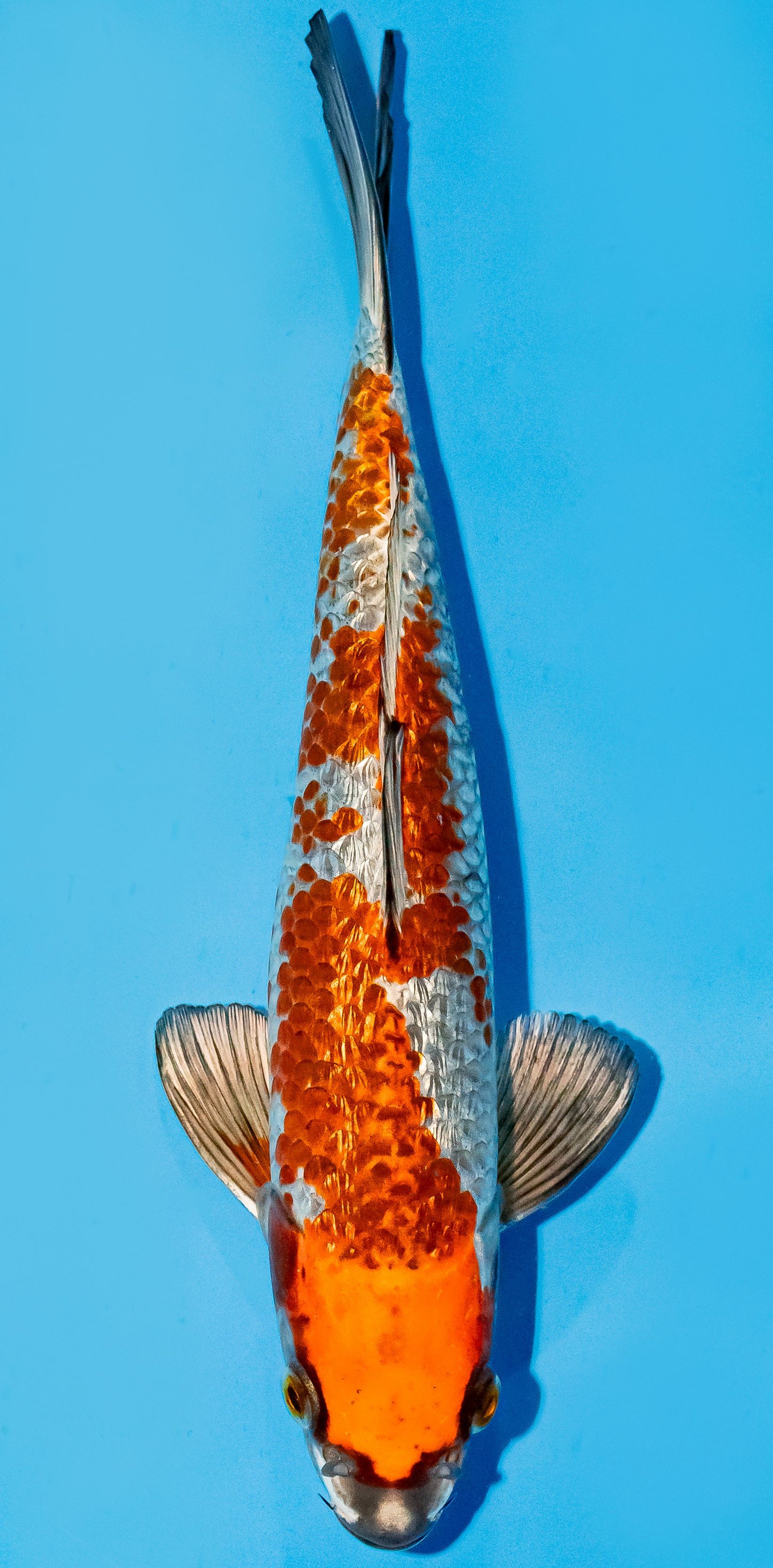 Koi 25-30cm Nr. 6254