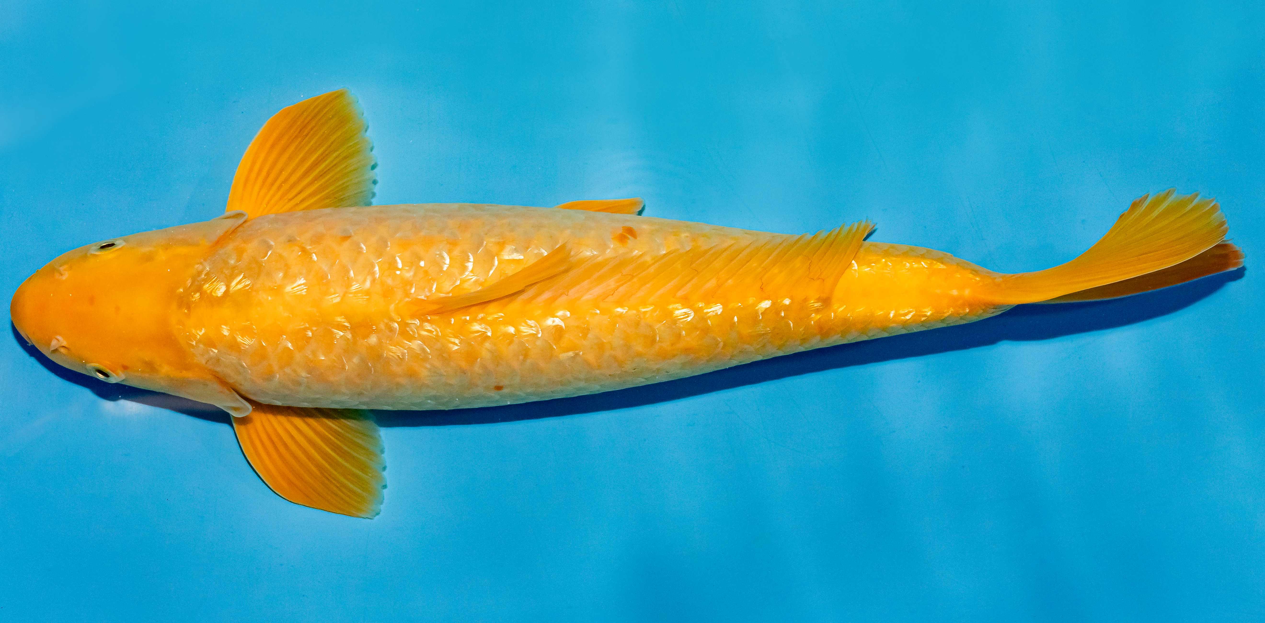 Koi 40-45cm Nr. 4911