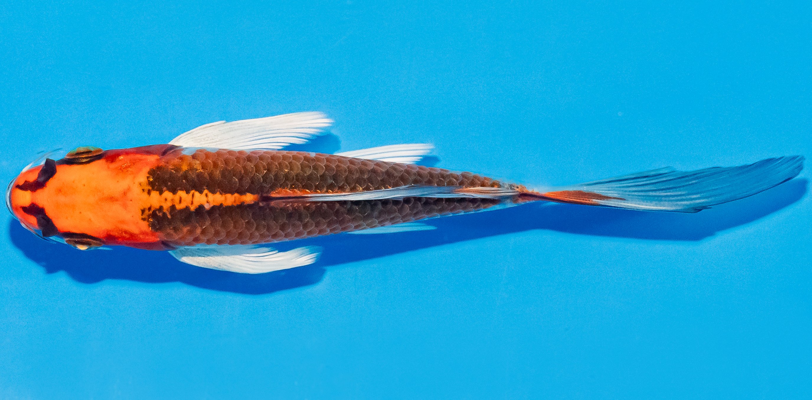 Butterfly Koi 14-17cm Nr. 2523