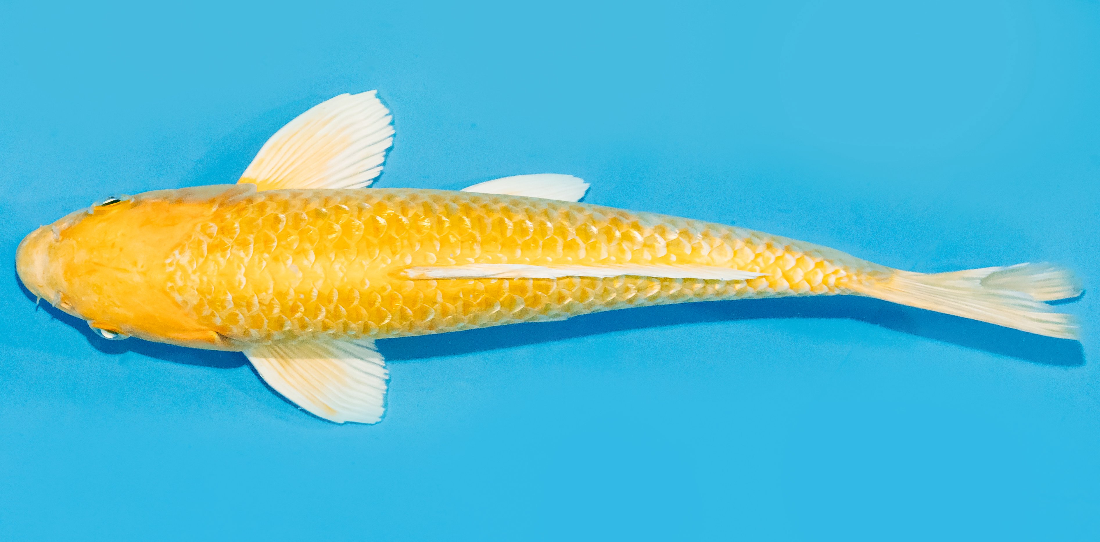 Koi 30-35cm Nr. 7660