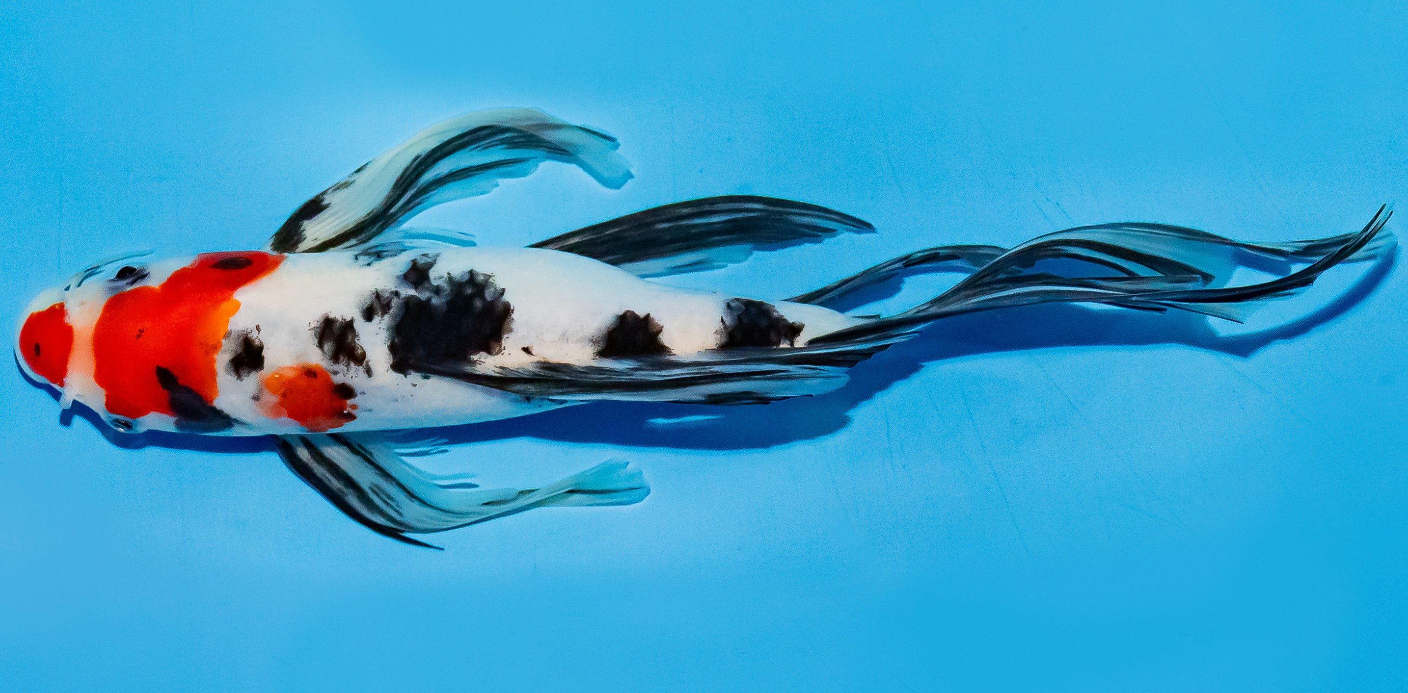 Butterfly Koi 20-25cm Nr. 5406