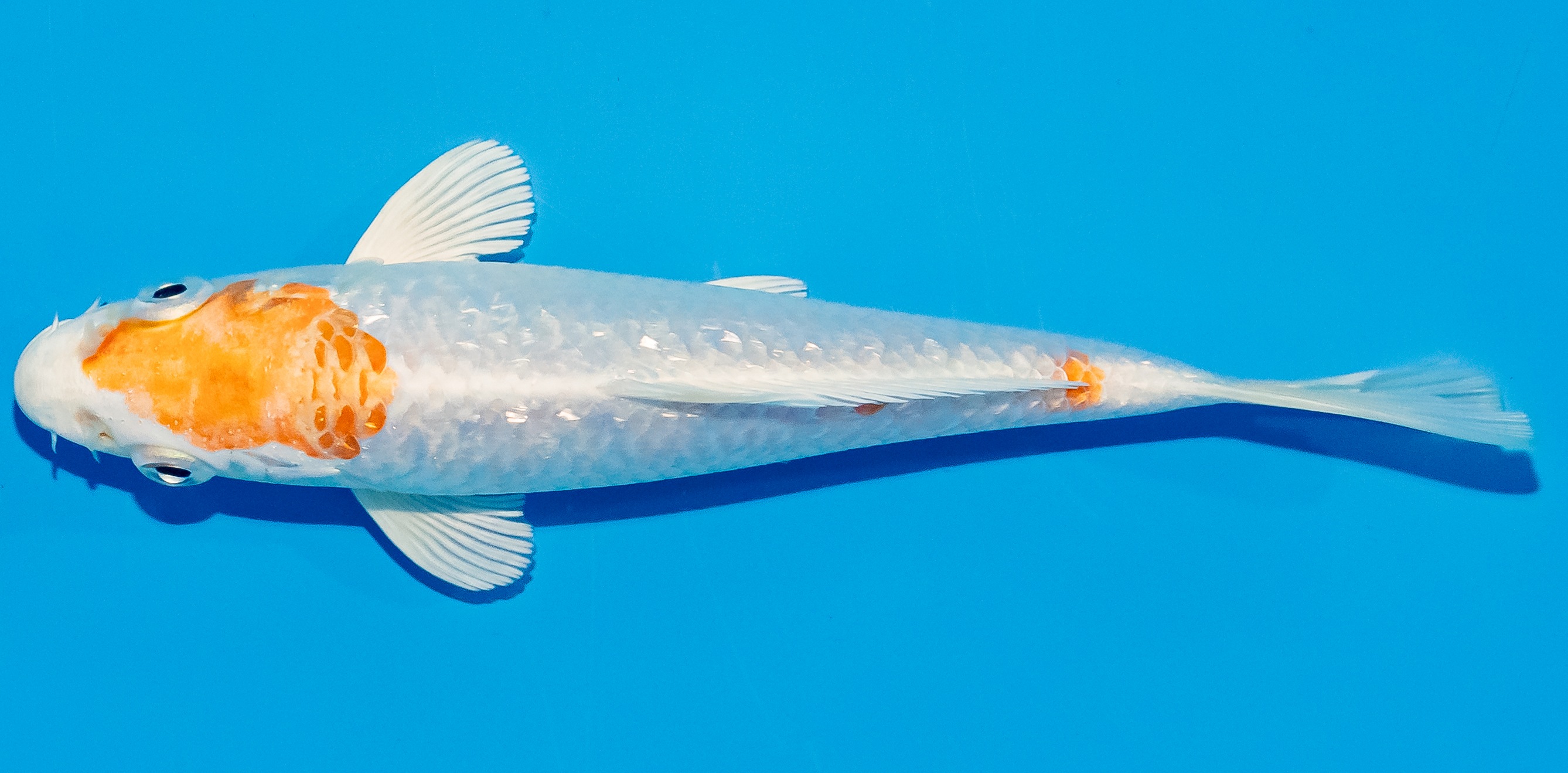Koi 14-17cm Nr. 2703