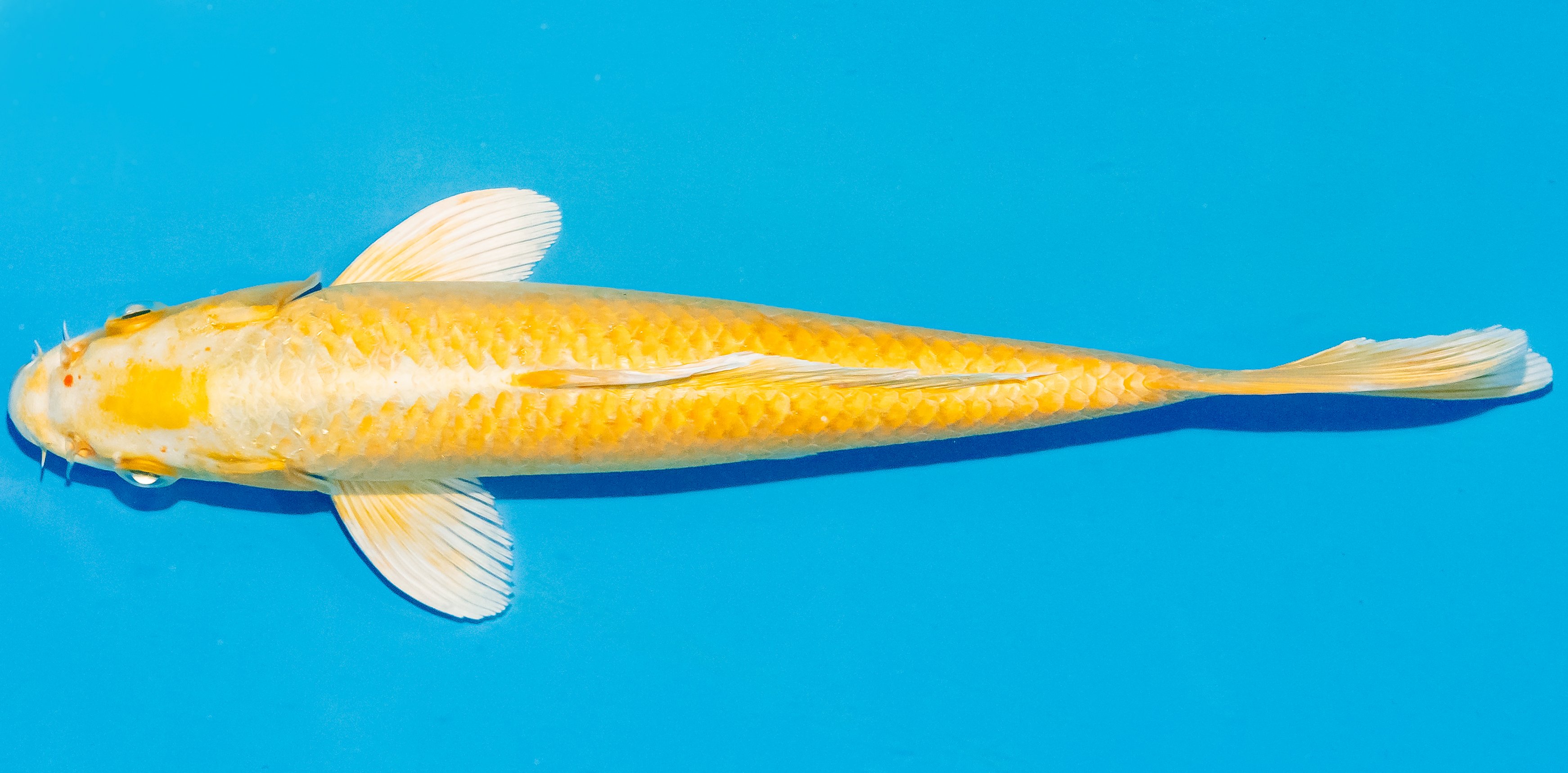 Koi 25-30cm Nr. 4237