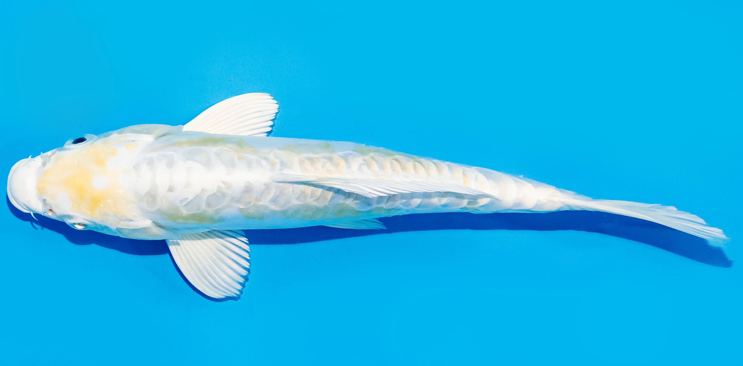 Koi 17-20cm Nr. 7155