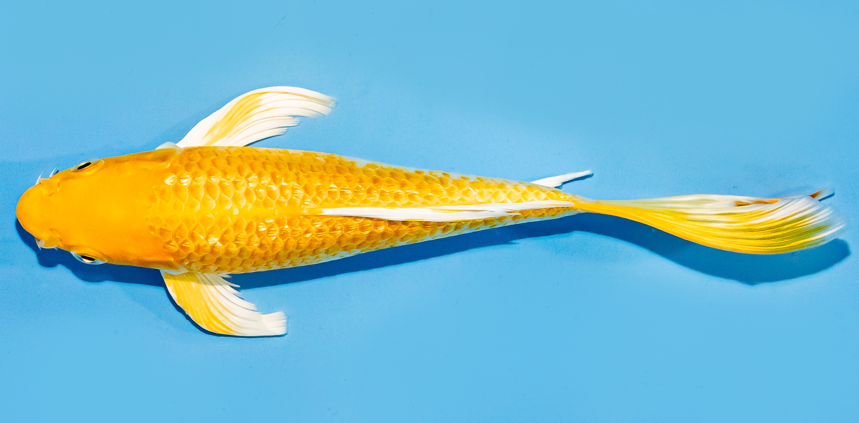 Butterfly Koi 20-25cm Nr. 7316